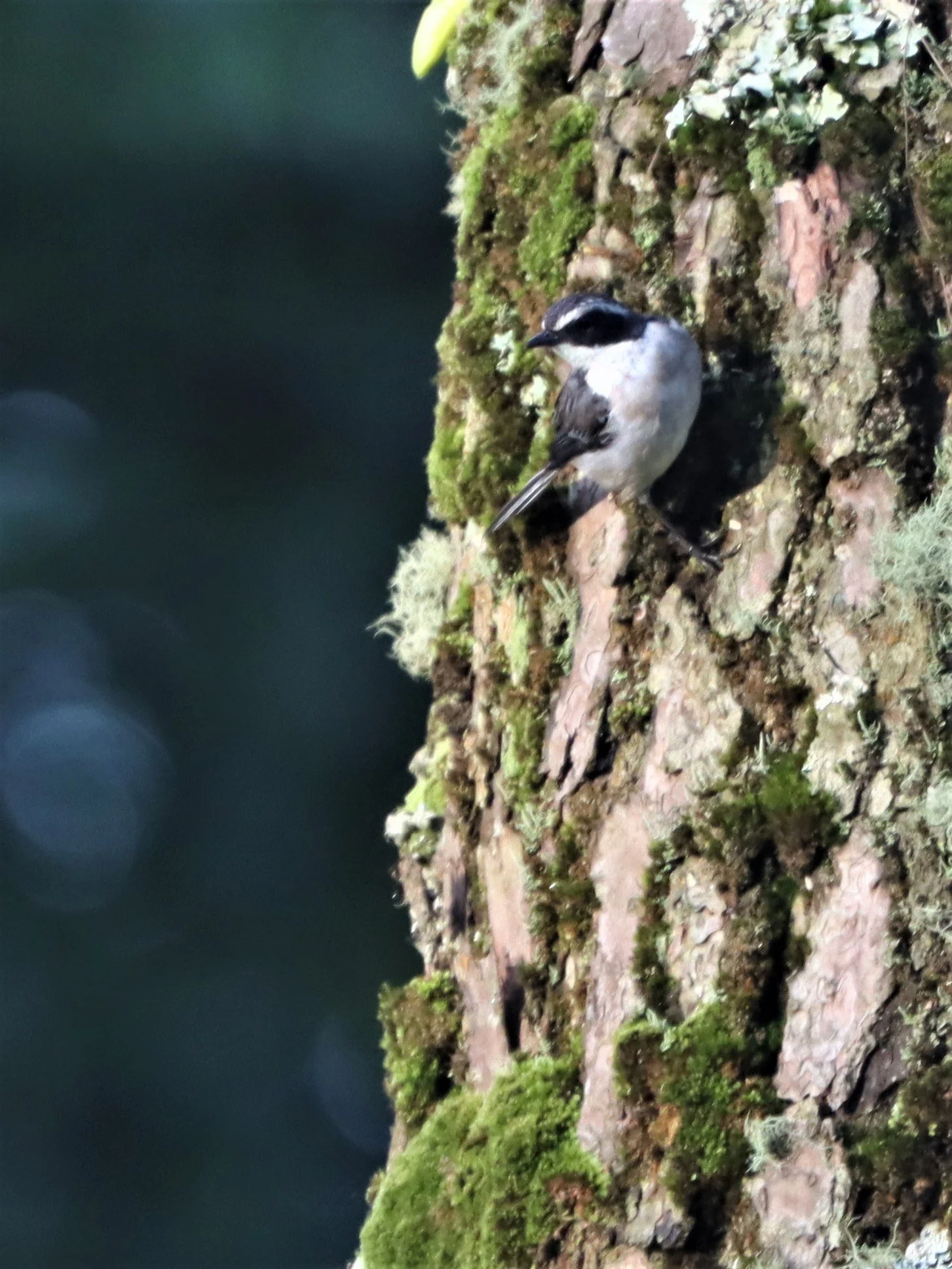 BUSH CHAT - GREY BUSH CHAT - Saxicola ferreus - DOI ANG KANG CHIANG MAI (26).jpg