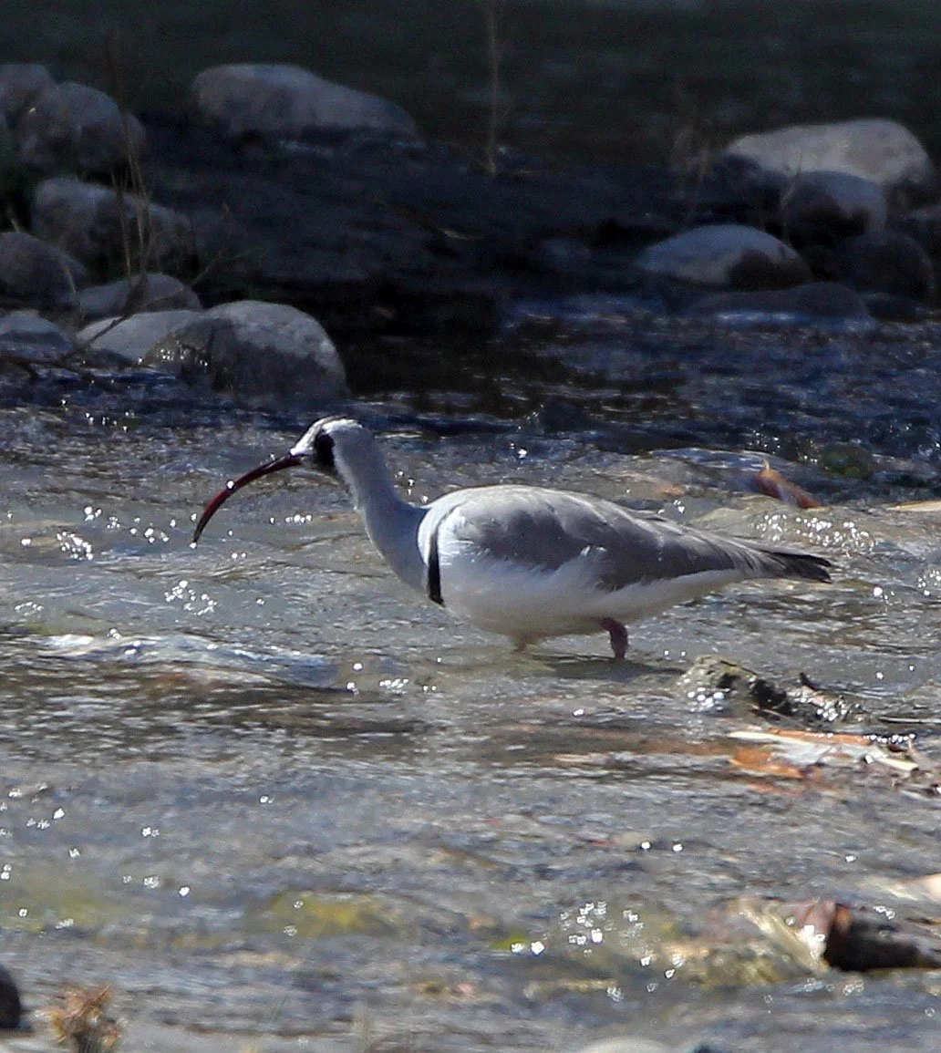 BIRD - IBISBILL - LEH - LADAKH INDIA - JAMUU & KASHMIR (2).JPG