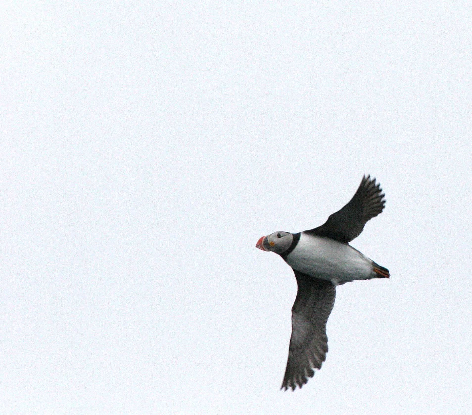 Fratercula arctica - ATLANTIC PUFFIN - SVALBARD (26).jpg
