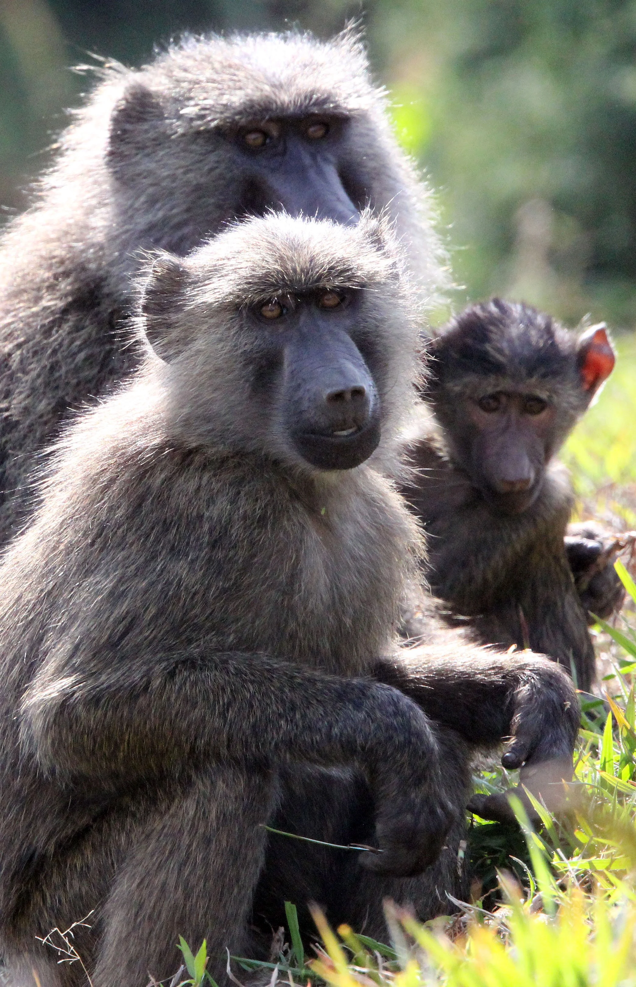 CERCOPITHECIDAE - Papio anubis - OLIVE BABOON - GREY FORM - NYUNGWE NATIONAL PARK RWANDA (330).JPG