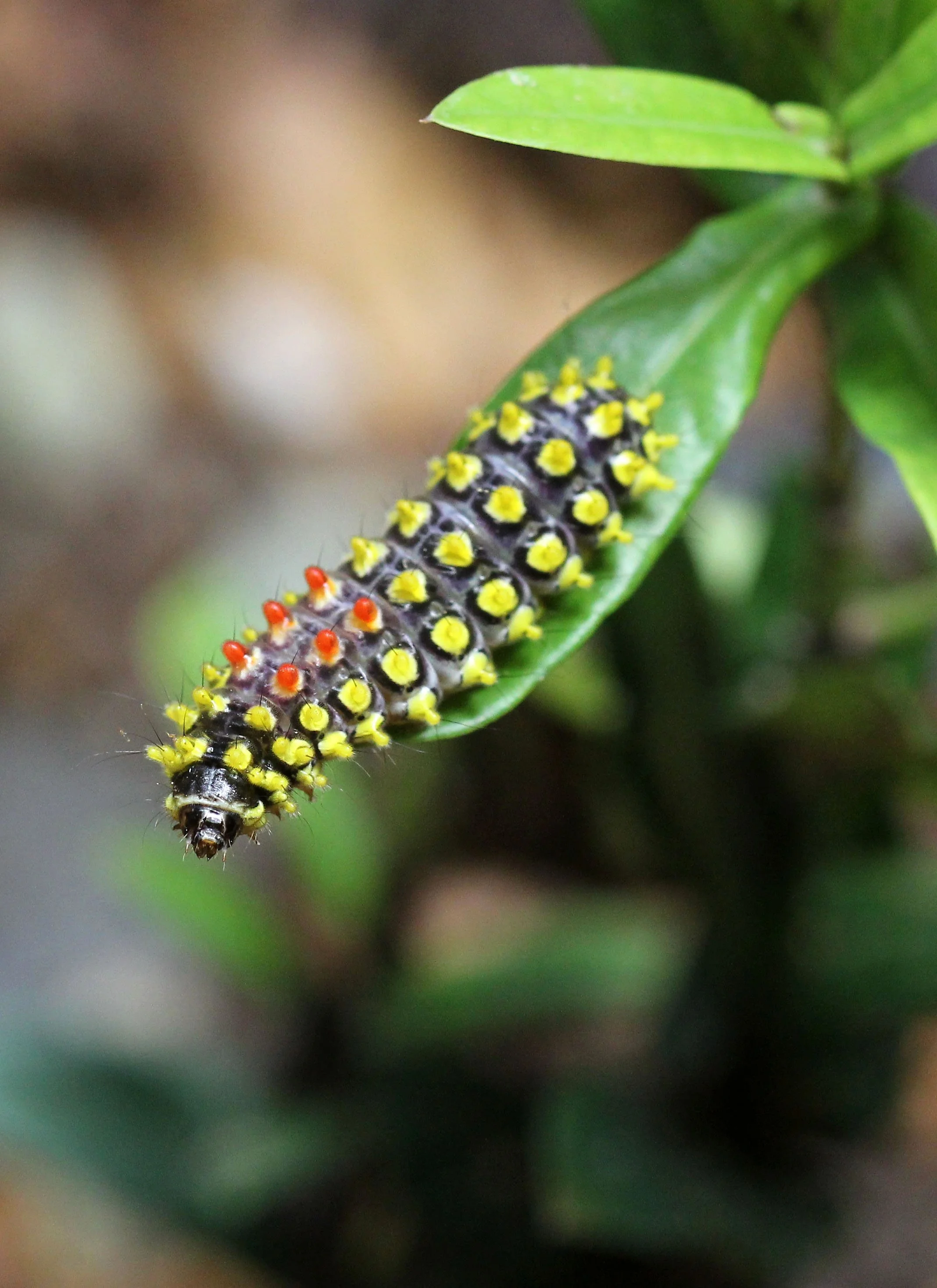 KOH LANTA JULY 2016KOH LANTA JULY 2016_9242.JPG