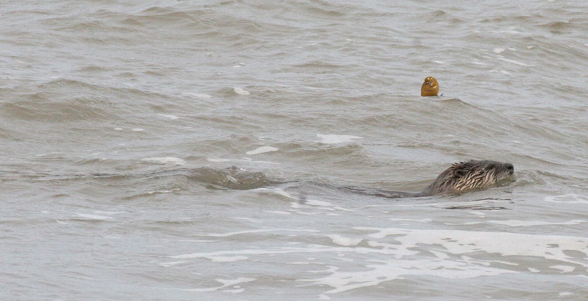 MUSTELLID - OTTER - RIVER OTTER - LAKE FARM BEACH WA  (37).jpg