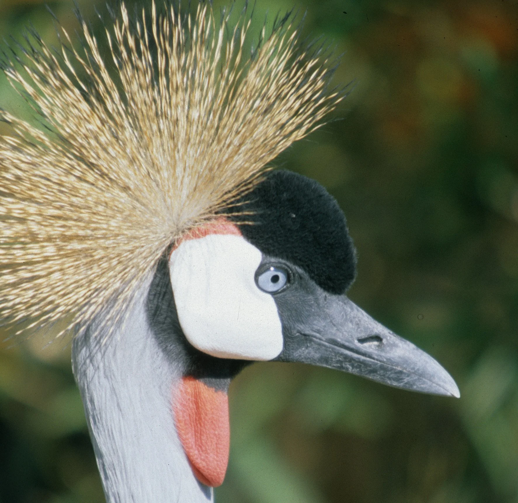 BIRDS - CRANE - CROWNED CRANE - SOUTHERN F 1.jpg