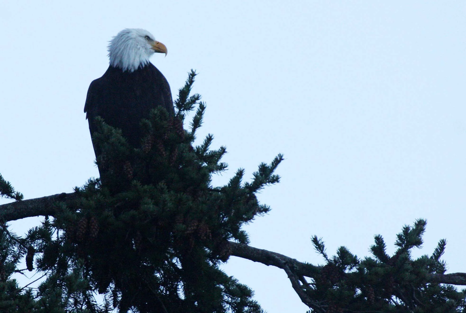 Haliaeetus leucocephalus - AMERICAN BALD EAGLE - CRESCENT LAKE WA (8).JPG