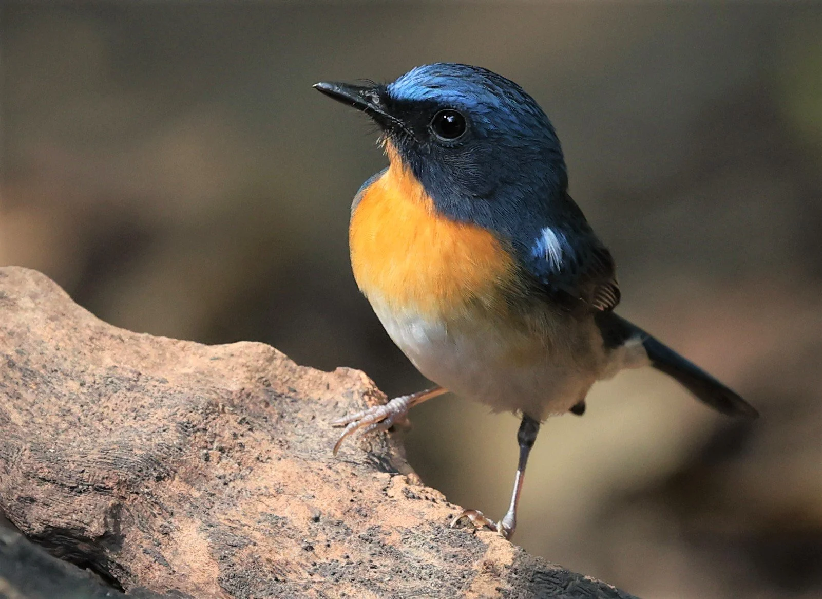 FLYCATCHER - CHINESE BLUE FLYCATCHER - Cyornis glaucicomans - PETCHABURI PROVINCE - NUY HIDE NEAR KAENG KRACHAN JAN 2022 (46).jpg