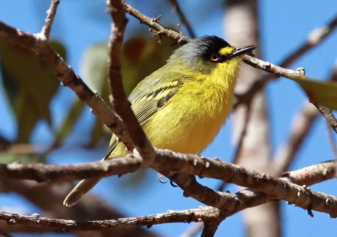 Tody-Flycatcher - Grey-headed Tody-Flycatcher - Todirostrum poliocephalum - Caraca Seminary, Minas Gerais (7).JPG