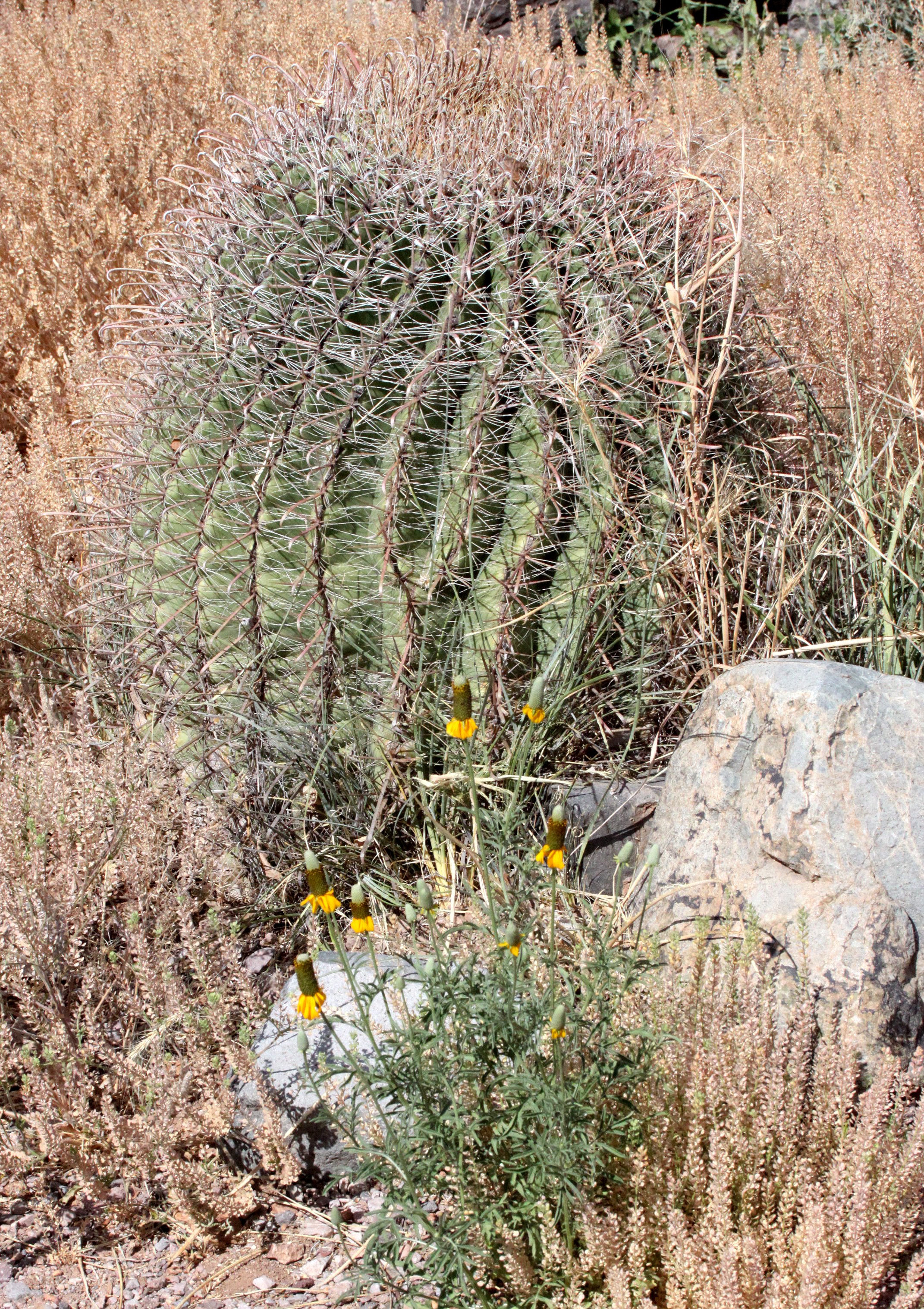 CACTACEAE - FEROCACTUS WISLEZNII - FISH HOOK CACTUS - DRIPPING SPRING NEW MEXICO (6).JPG