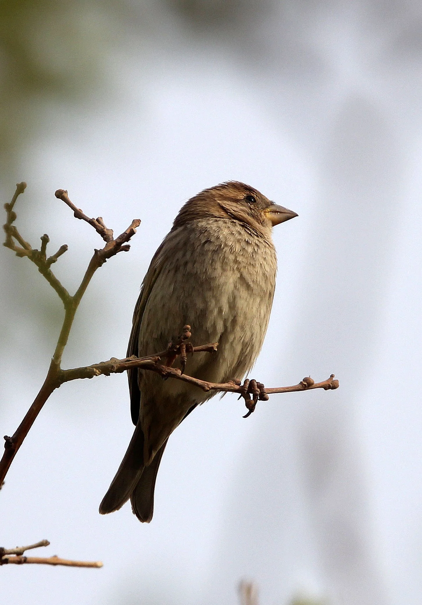 Spanish Sparrow (Passer hispaniolensis) Turpan Xinjiang China (1).JPG