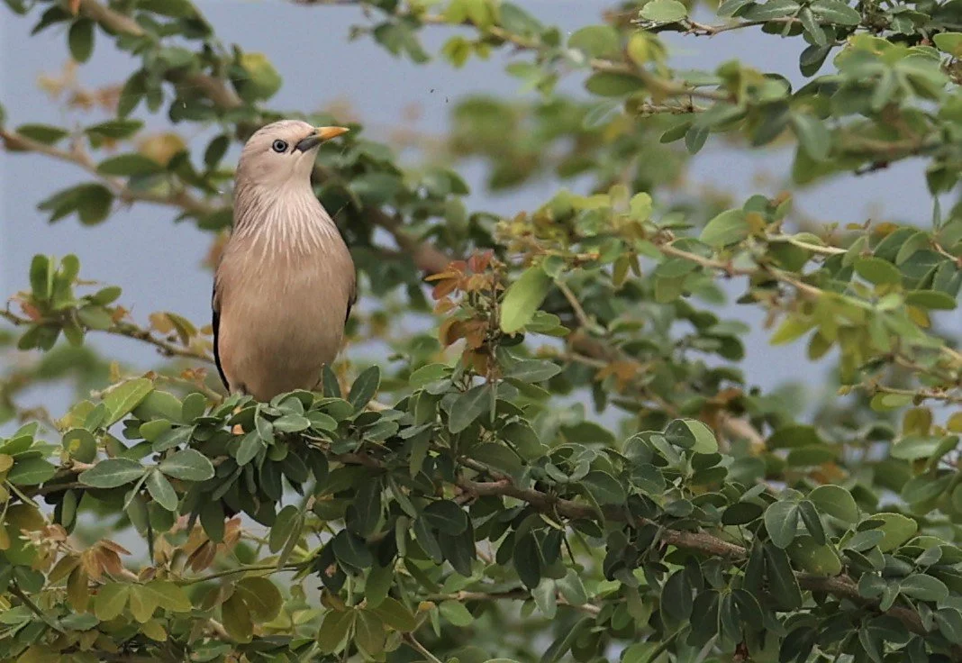 Chestnut-tailed Starling (Sturnia malabarica) Bang Khaem Wetlands Nakhon Pathom Thailand (24).jpg