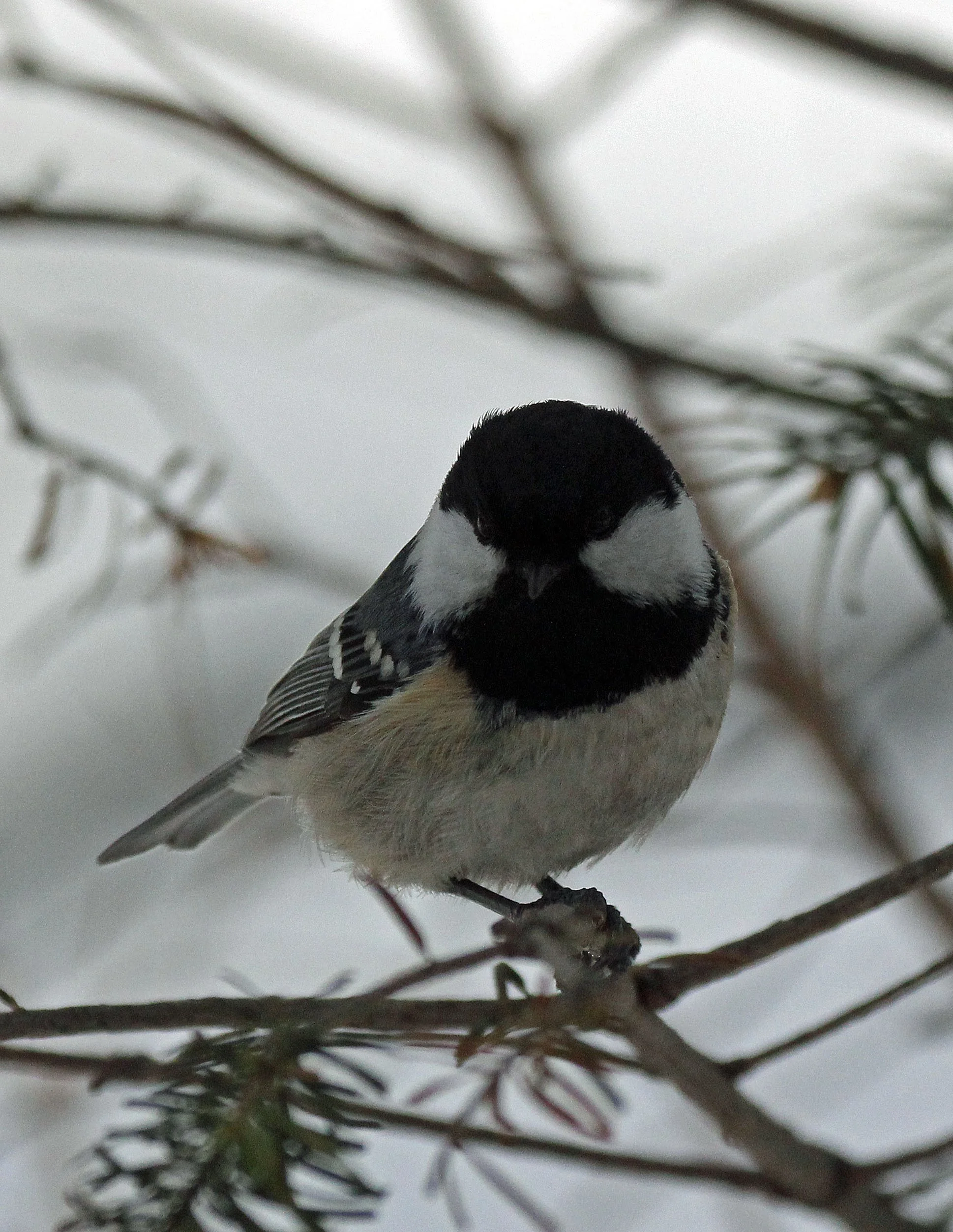 Coal Tit (Periparus ater) Kinohiroba Park, Abashiri, Hokkaido Japan (4).JPG
