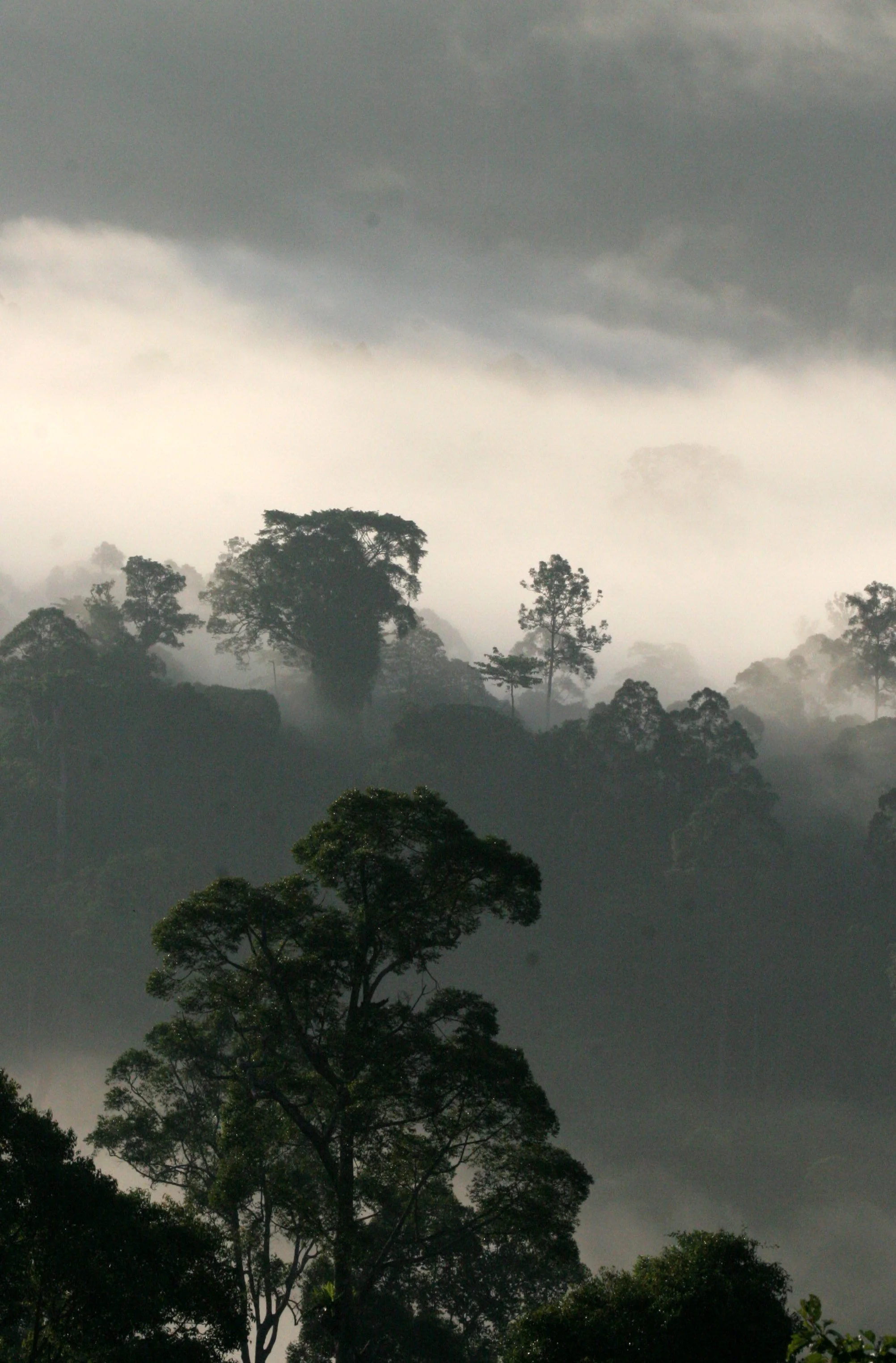 DANUM VALLEY BORNEO - SUNRISE OVER THE DANUM (62).JPG