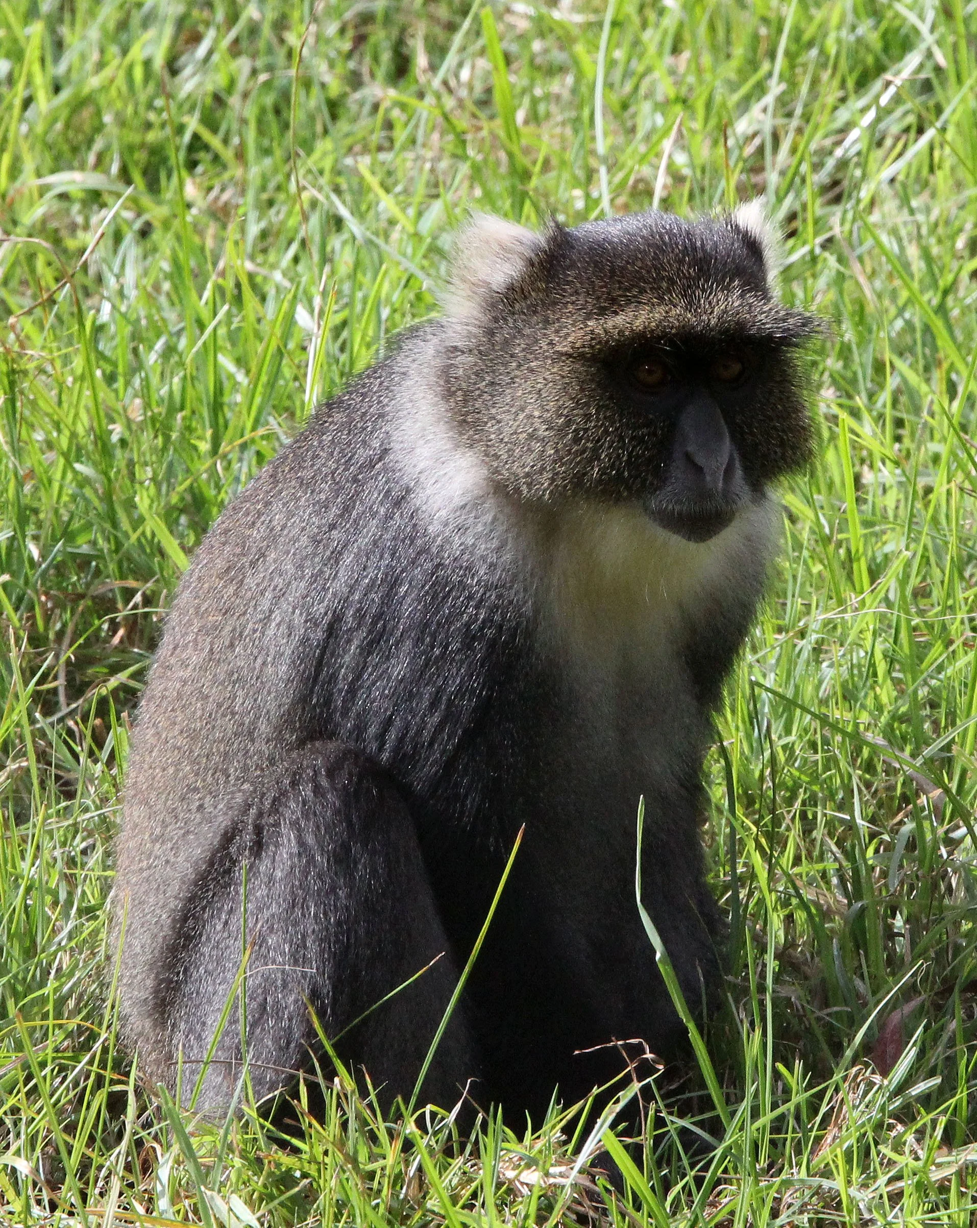 CERCOPITHECIDAE - Cercopithecus albogularis kilbi - KOLB'S WHITE-COLLARED (SYKE'S) MONKEY - ABERDERES NATIONAL PARK KENYA (27).JPG