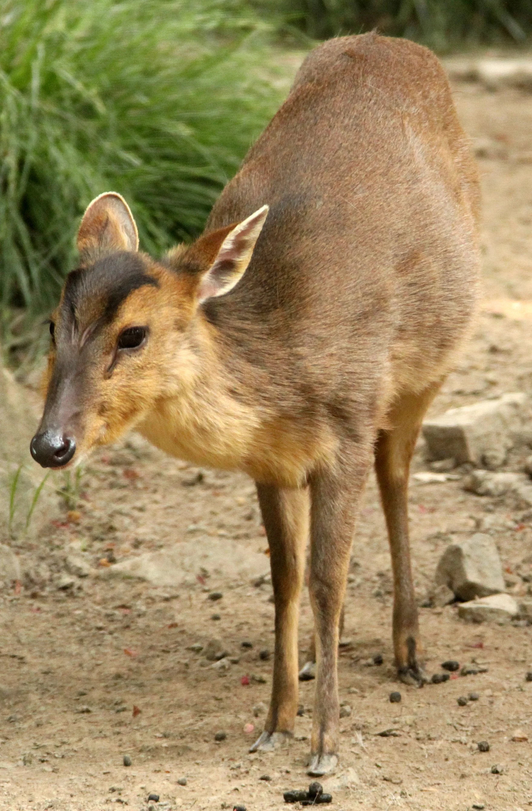 Muntiacus reevesi - REEVE'S MUNTJAC - SHANGHAI ZOO (12).JPG