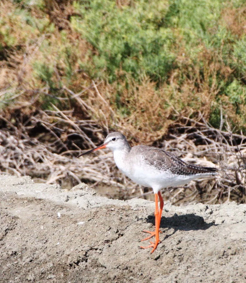 REDSHANK - COMMON REDSHANK - Tringa totanus - PAK THALE PETCHABURI PROVINCE THAILAND (12).JPG