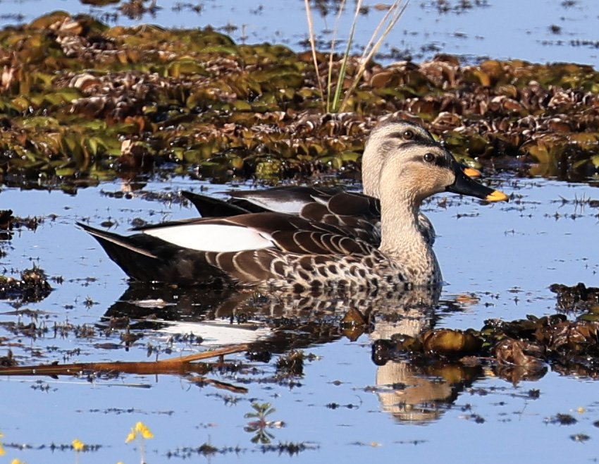 Indian Spot-billed Duck (Anas poecilorhyncha) Nong Han Lake & Wetland - Sakon Nakhon Province (8).jpg