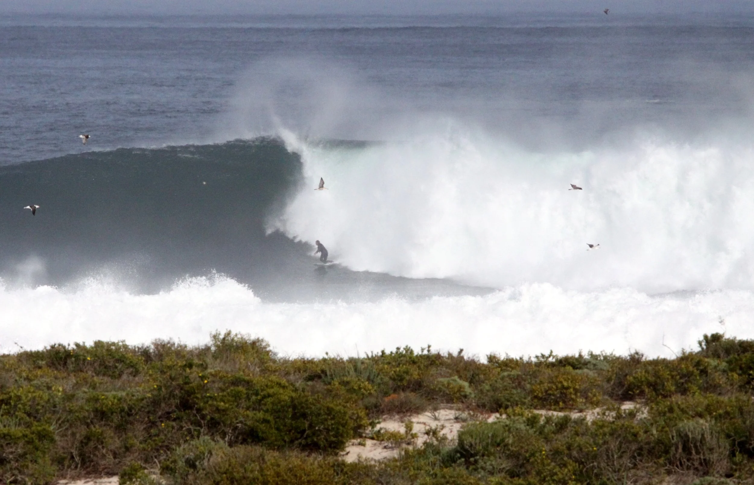 LAMBERT'S BAY SOUTH AFRICA - SURF'S UP! (25).JPG
