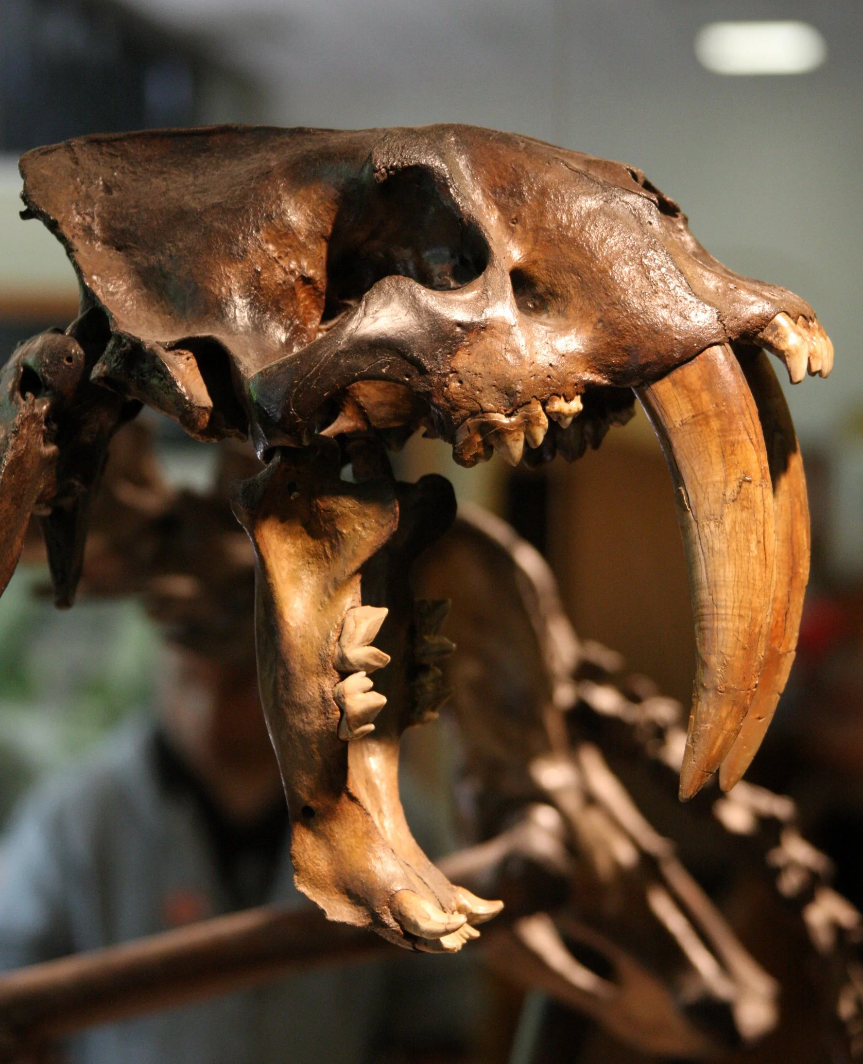 2010-4-5 LA BREA TAR PITS LOS ANGELES (11).JPG