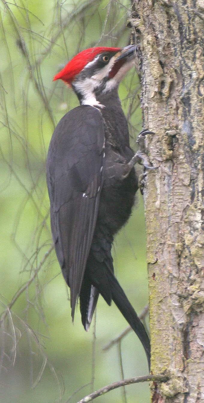 BIRD - WOODPECKER - PILEATED WOODPECKER - GASMAN (5).jpg