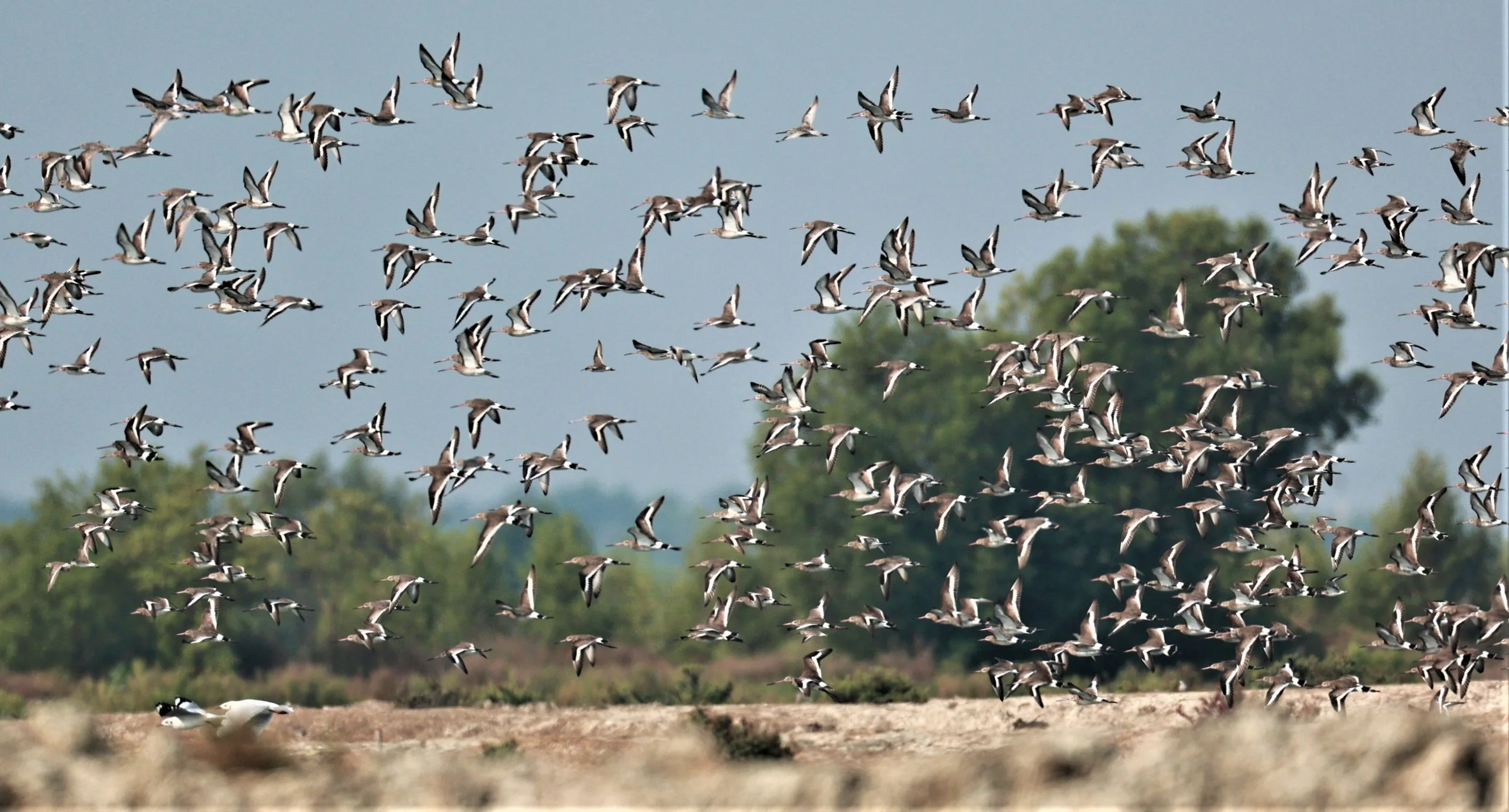 GODWIT - BLACK-TAILED GODWIT - Limosa limosa - Khok Kham Salt Ponds, Samut Sakhon (3).jpg