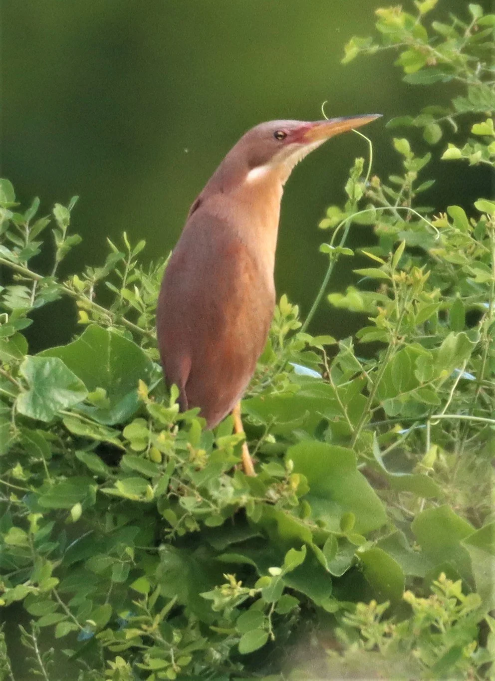 BITTERN - CINNAMON BITTERN (CHESTNUT BITTERN) - Ixobrychus cinnamomeus - PATHUM THANI RICE RESEARCH CENTER (51).jpg