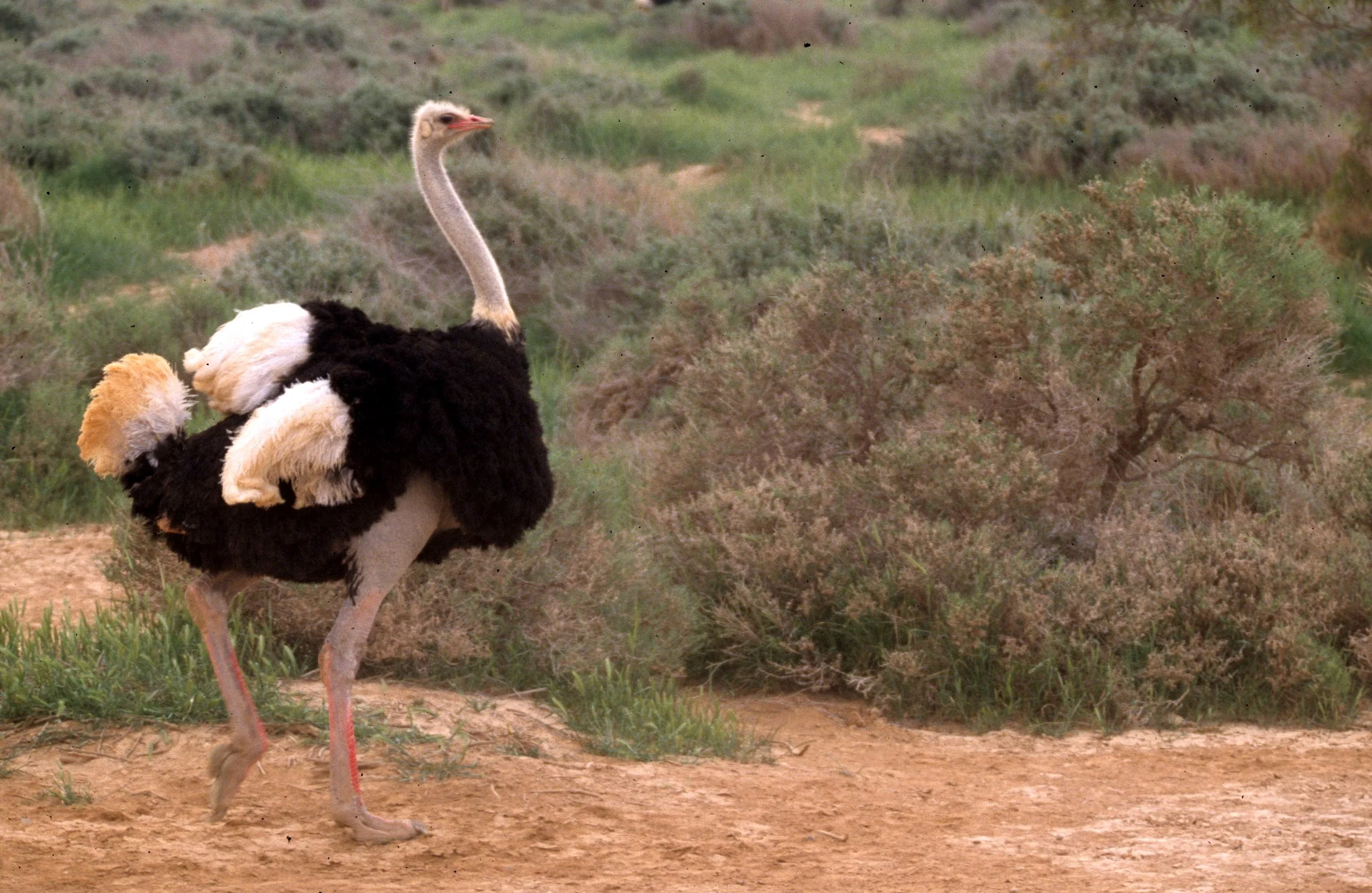 Struthio camelus camelus - NORTH AFRICAN (supposed to be SOMALI) OSTRICH - SHAUMARI RESERVE JORDAN (14).jpg