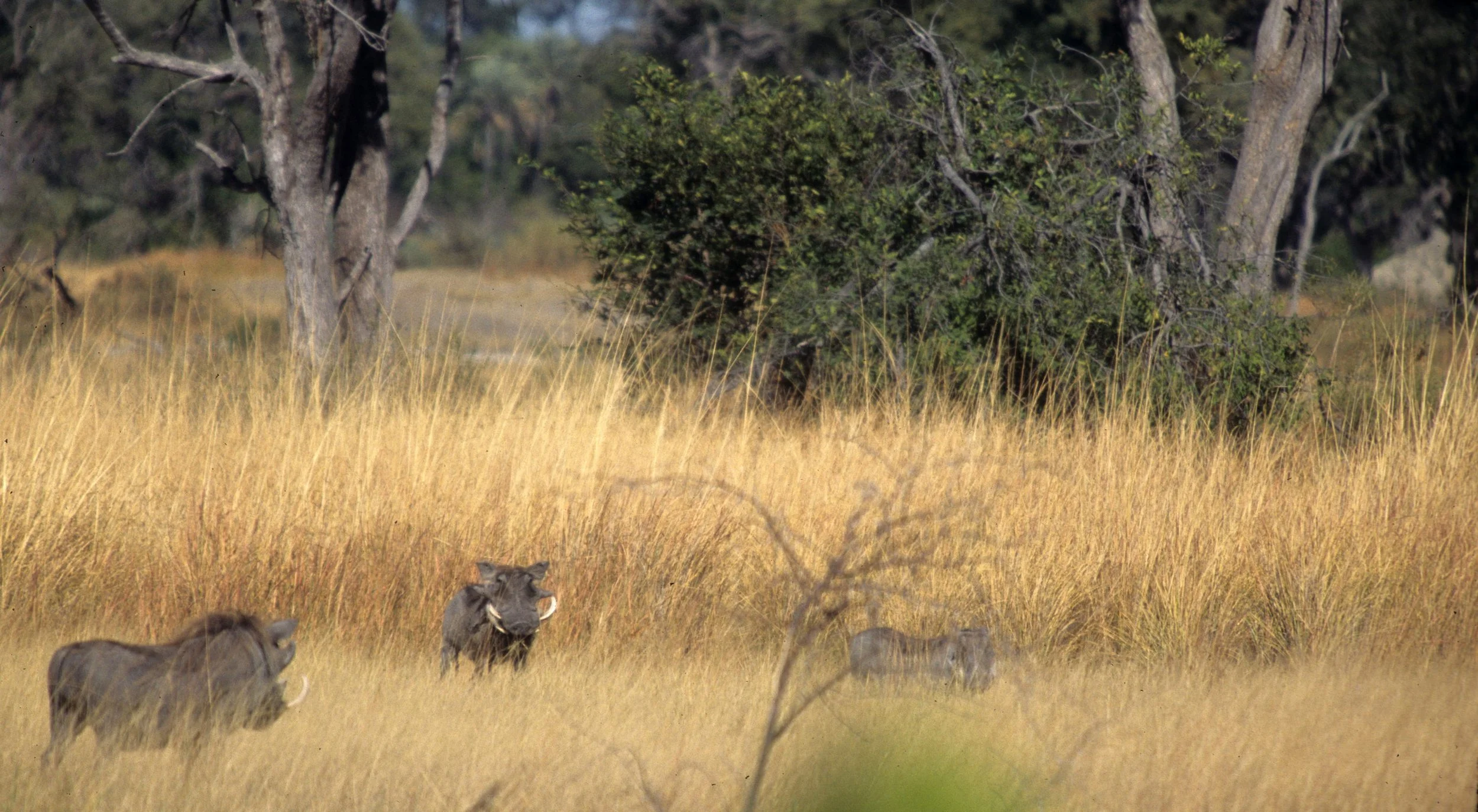 SUIDAE - WARTHOG- SERENGETI (6).jpg