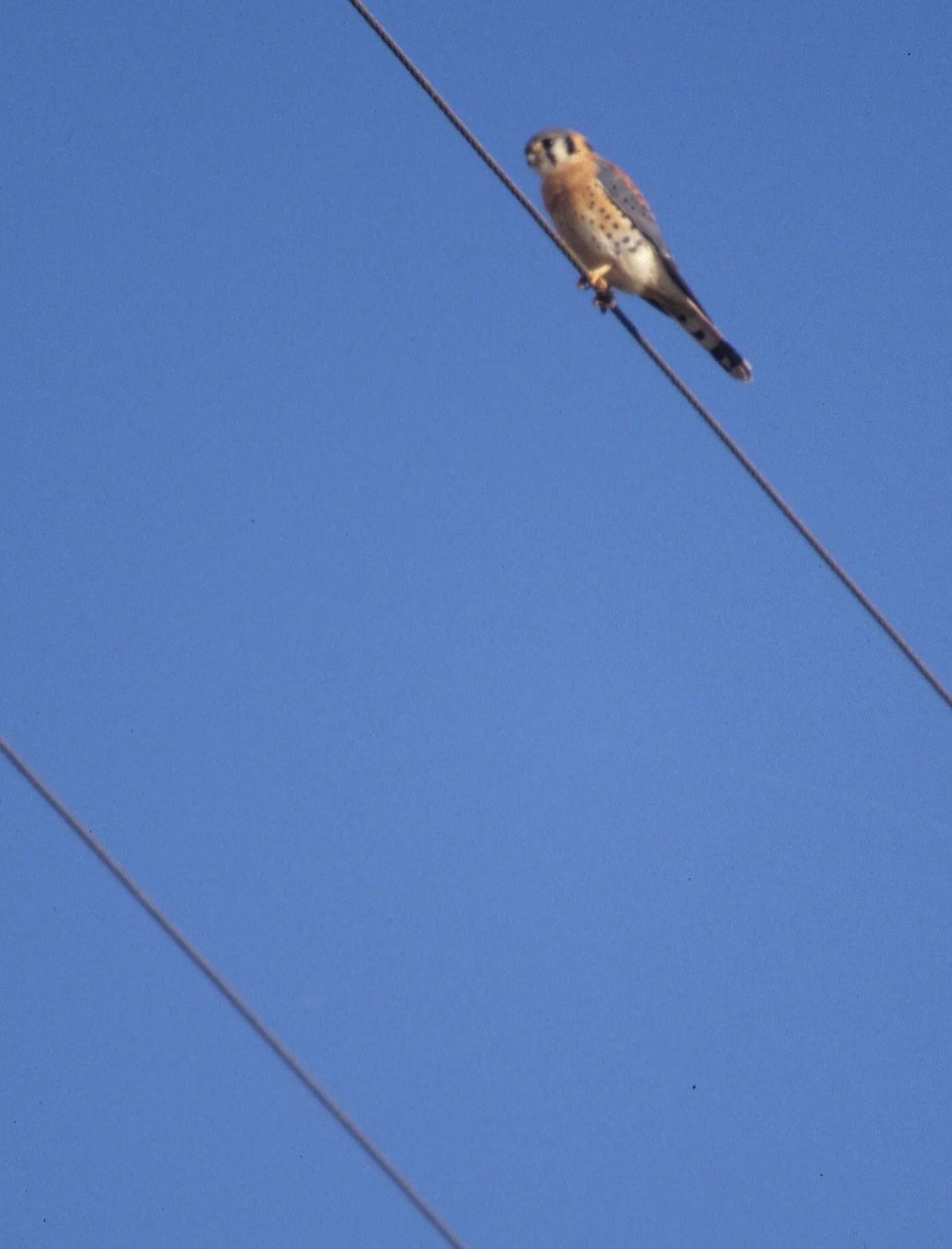 BIRD - AMERICAN KESTREL - SACRAMENTO.jpg