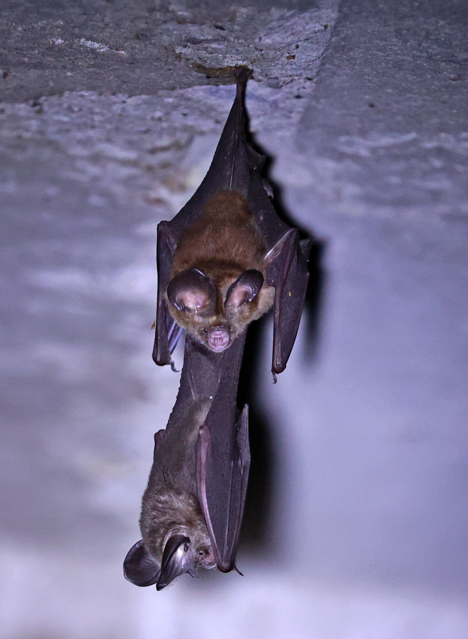 Hipposideros gentilis 