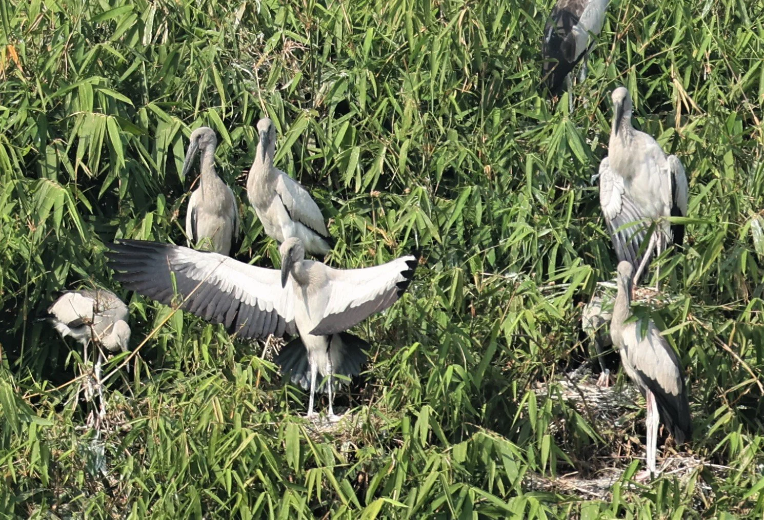 STORK - ASIAN OPENBILL - Anastomus oscitans - CHIANG SAEN LAKE - NONG BONG KAI NON-HUNTING AREA CHIANG RAI (6).JPG