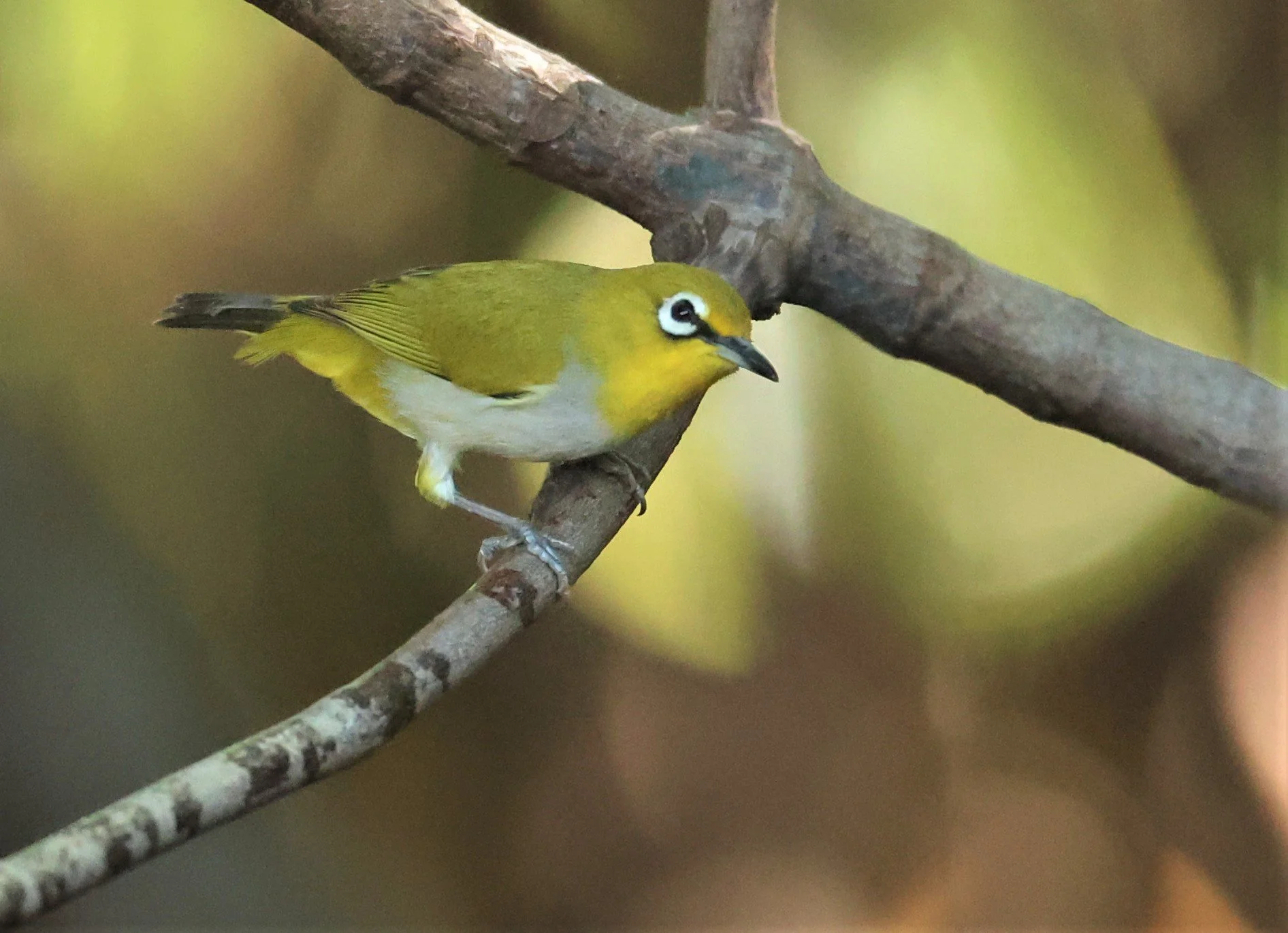 Swinhoe's White-eye (Zosterops simplex) Bang Pu Recreational Park & Mangrove Forest (72).jpg