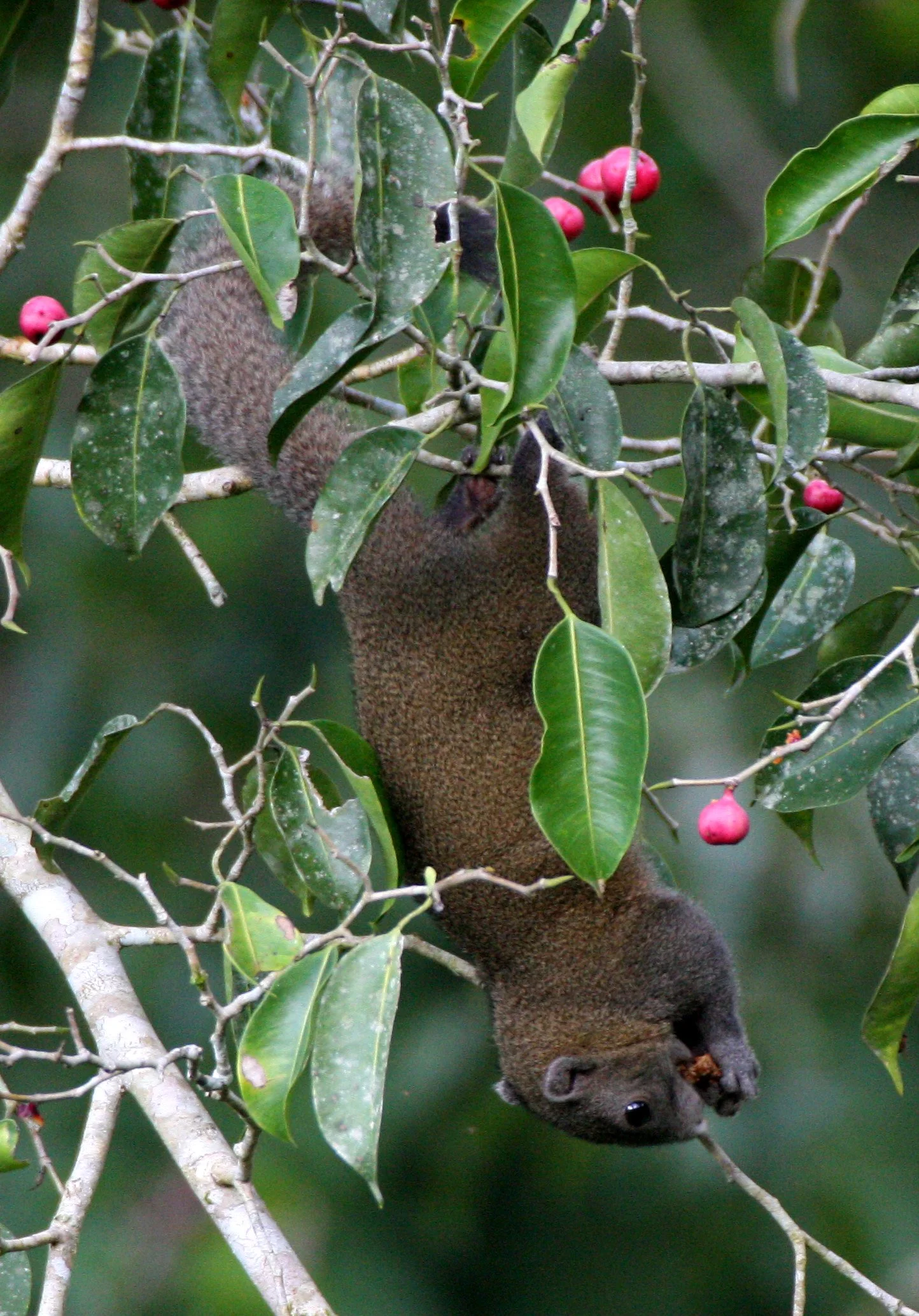 Callosciurus caniceps - GREY-BELLIED SQUIRREL - CALLOSCIURUS CANICEPS - KAENG KRACHAN NP THAILAND (2).JPG