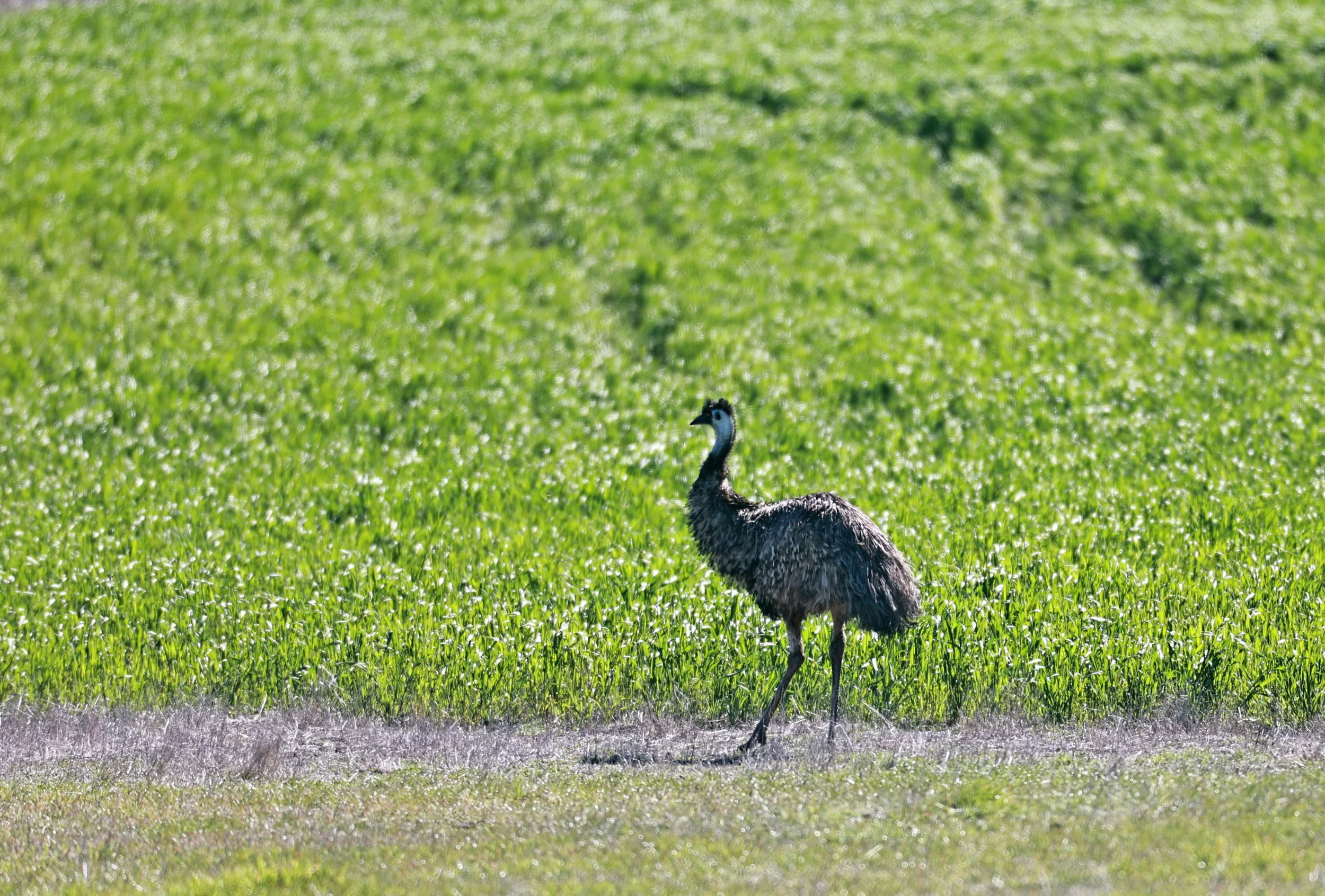 Emu (Dromaius novaehollandiae) Stirling Range NP - Western Australia (20).jpg