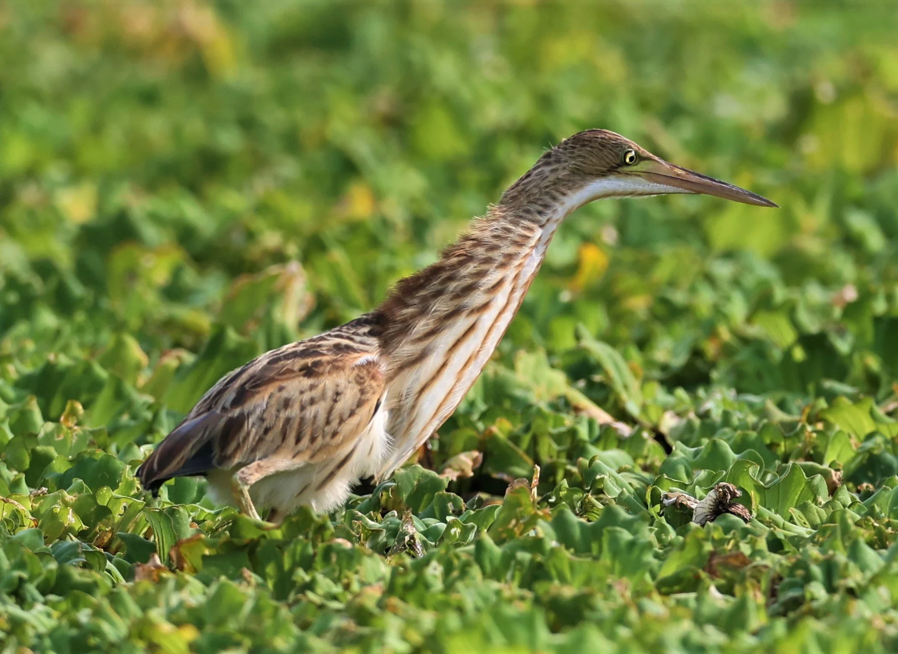 BITTERN - YELLOW BITTERN - Ixobrychus sinensis - LAT KRABANG THAP YAO RICEFIELDS 01 OCT 2021 (24).jpg