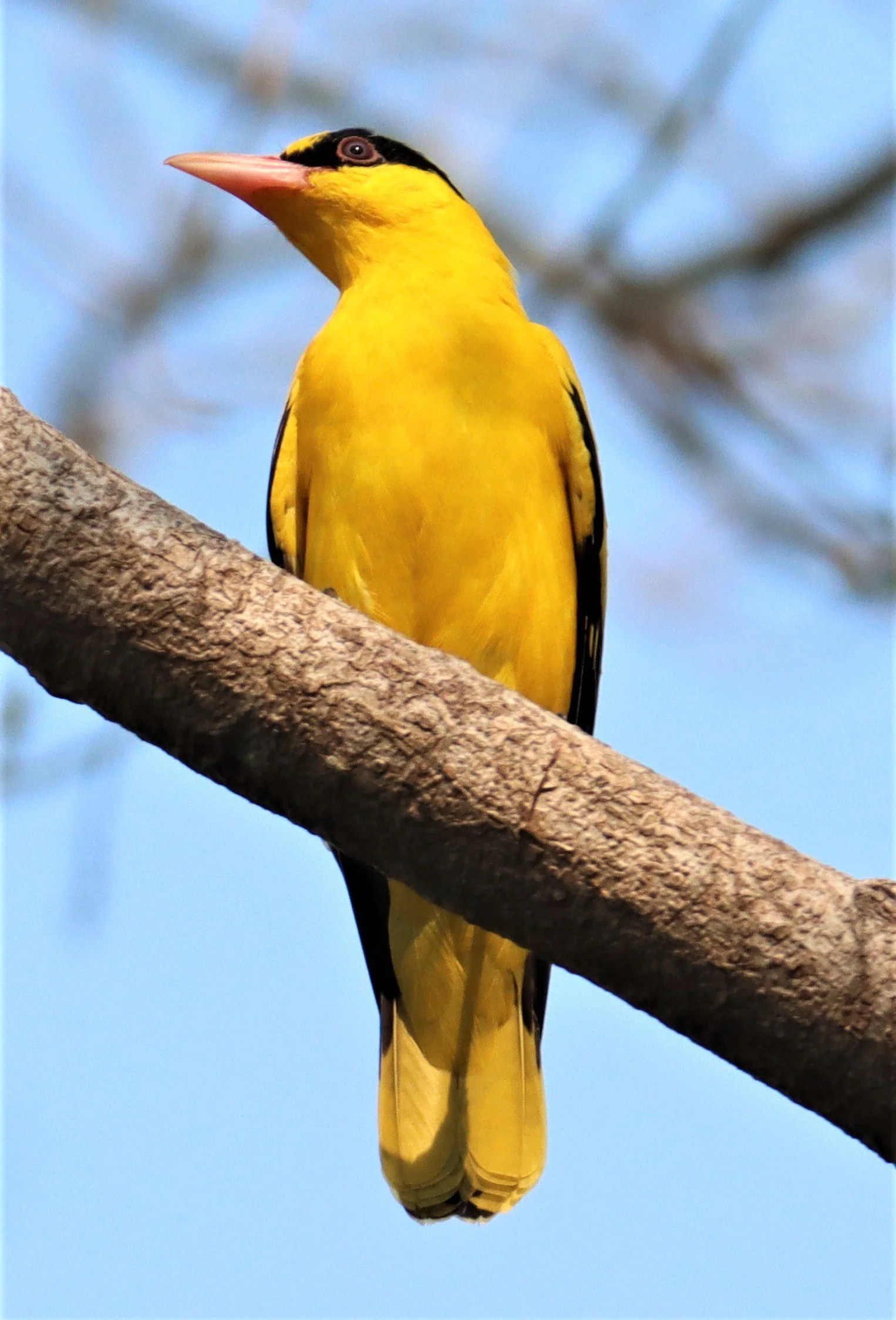 Black-napped Oriole (Oriolus chinensis) Rama 9 Park Bangkok (5).jpg