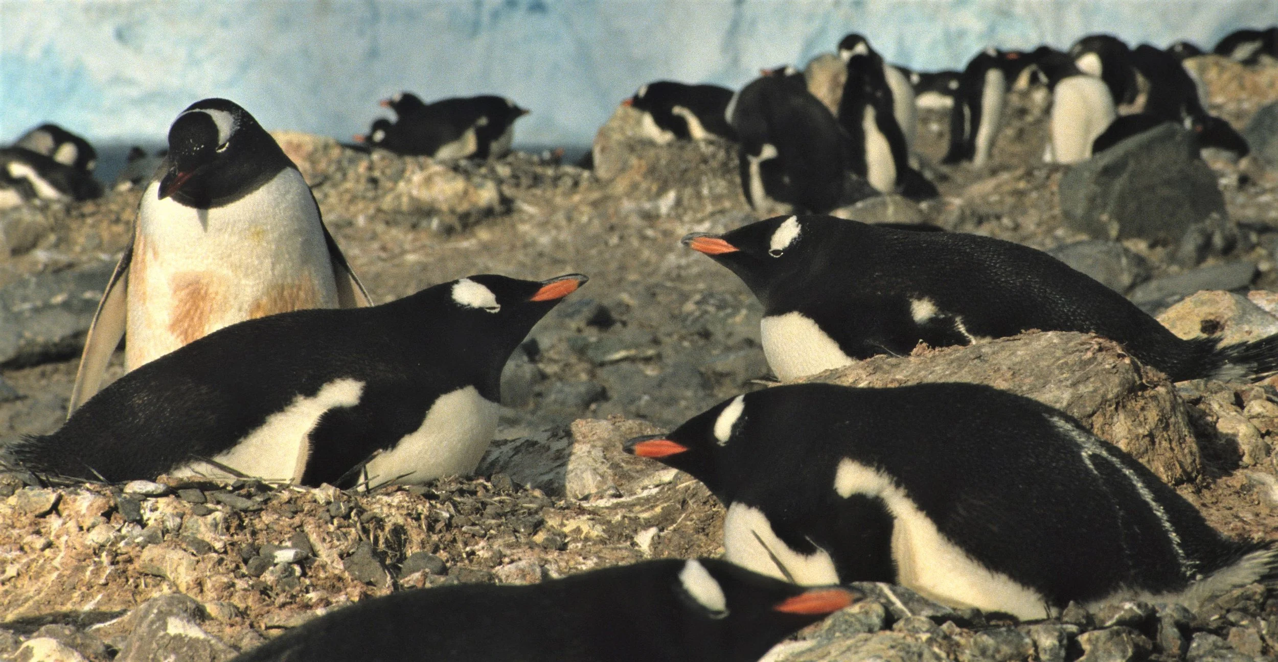 Gentoo Penguin (Pygoscelis papua) Danco Island Antarctic Peninsula (40).jpg
