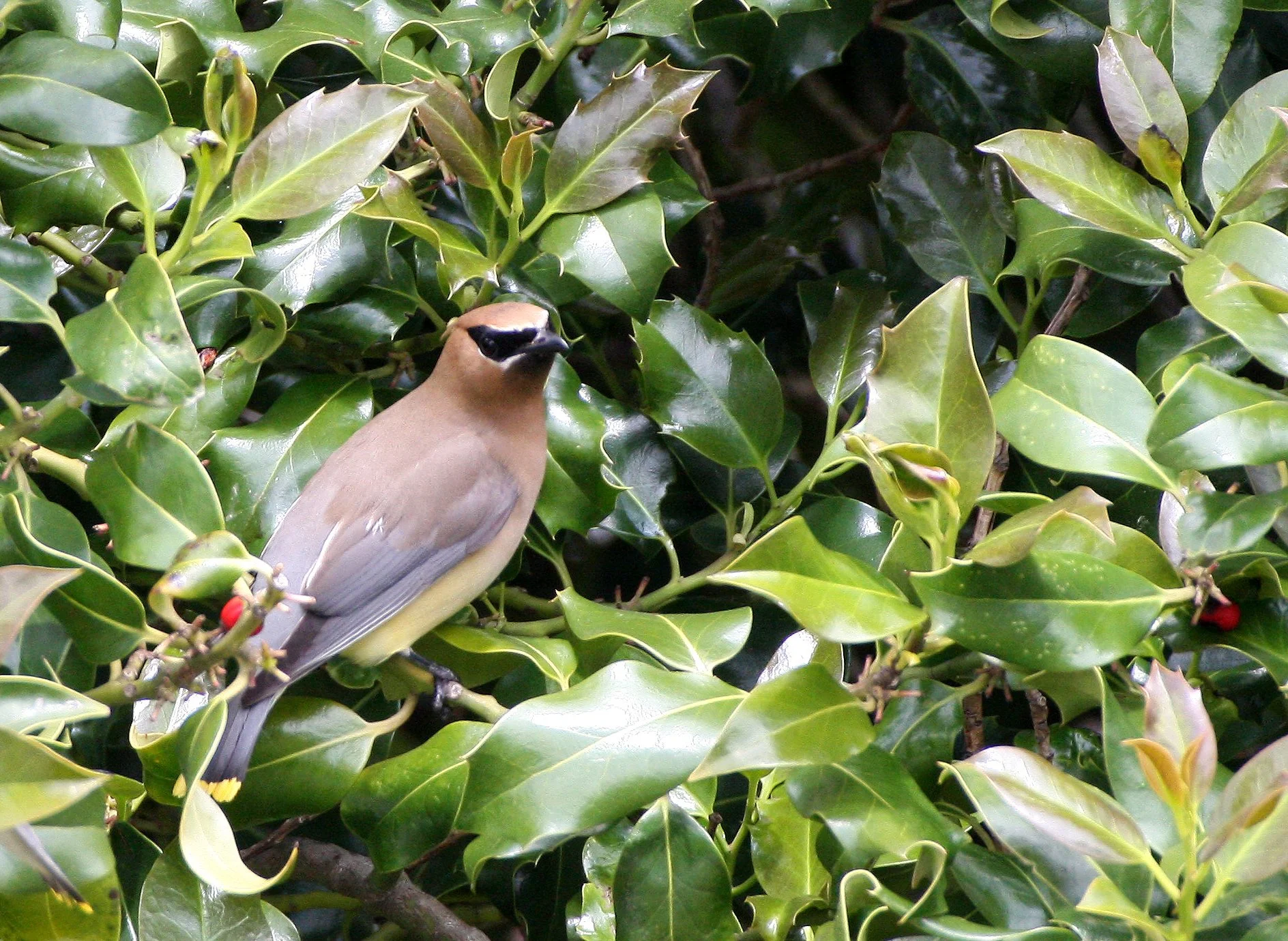 BIRD - WAXWING - CEDAR WAXWING - DUNGENESS SEQUIM WA (13).JPG