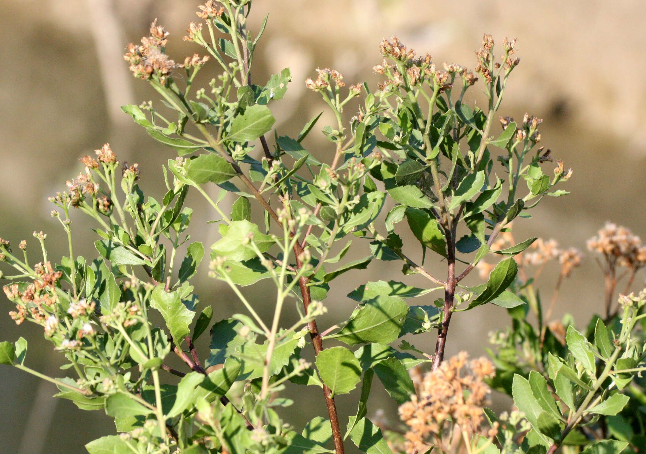 KHAO SAM ROI YOT THAILAND - PLANT SPECIES (4).JPG