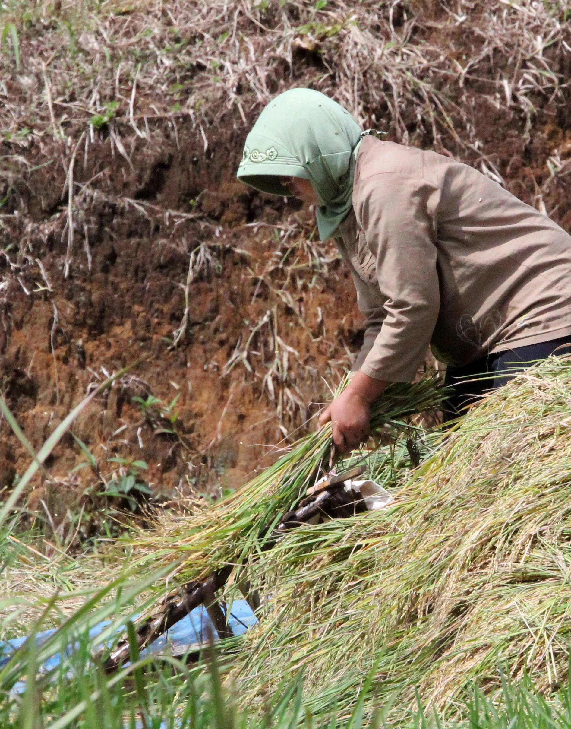 HALIMUN NATIONAL PARK JAVA BARAT INDONESIA (21).JPG