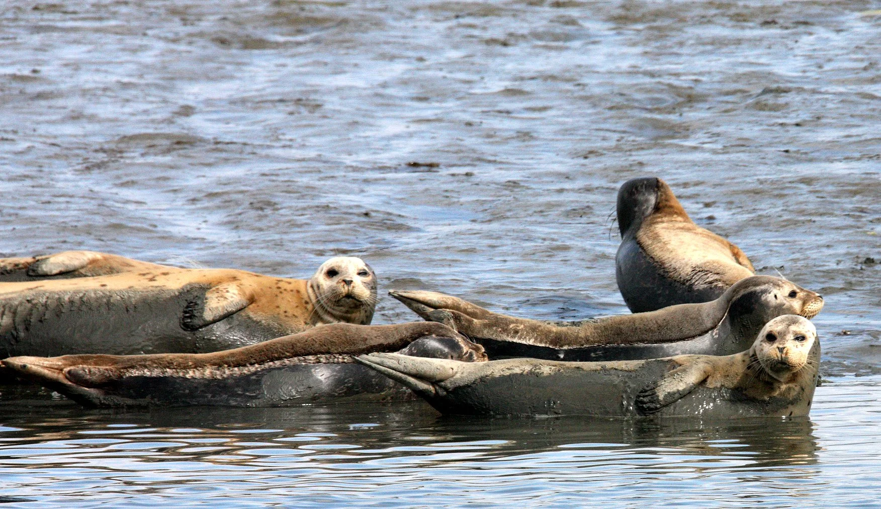 Phoca vitulina richardsi -  PACIFIC COMMON (HARBOR) SEAL - ELKHORN SLOUGH  WILDLIFE REFUGE CALIFORNIA (1).JPG