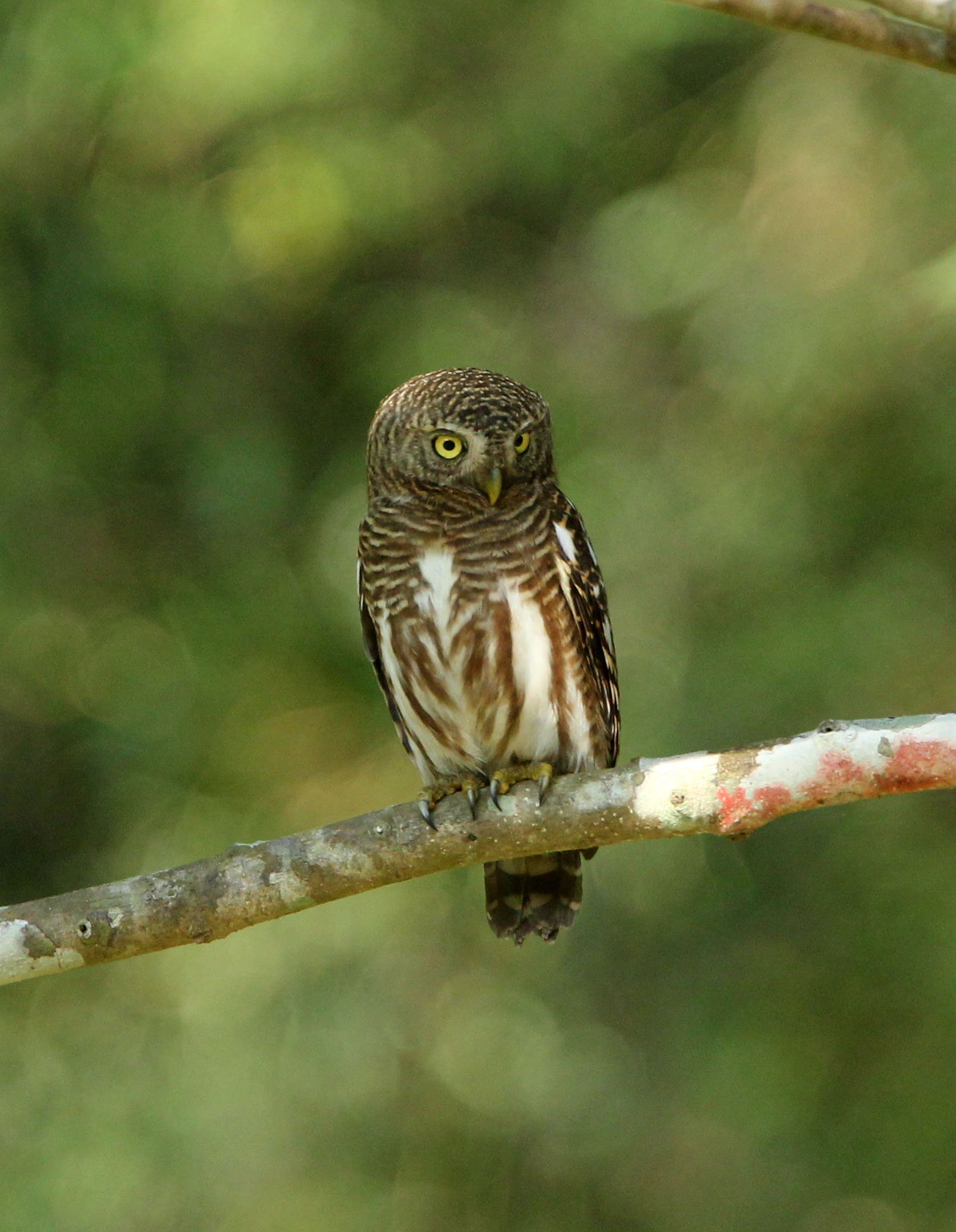 Glaucidium cuculoides - ASIAN BARRED OWLET - HUAI KHA KHAENG NATURE RESERVE THAILAND (48).JPG
