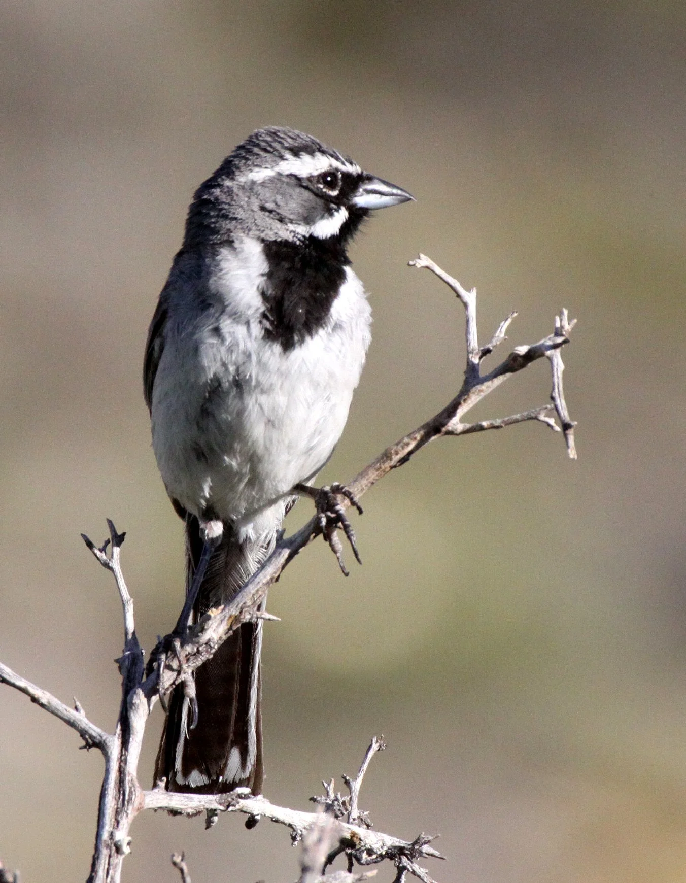 Black-throated Sparrow (Amphispiza bilineata) Franklin Mountains State Park New Mexico (6).JPG