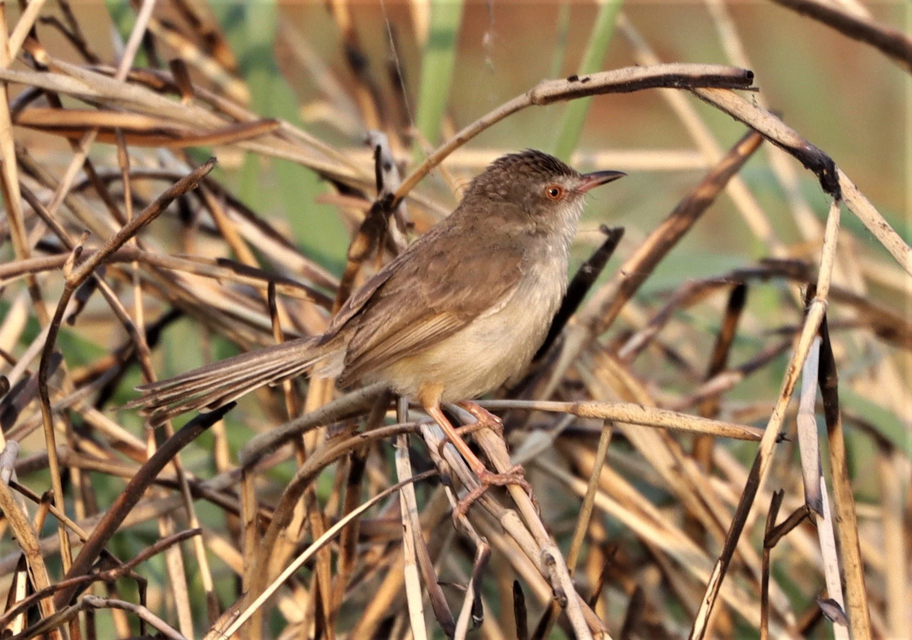 PRINIA - PLAIN PRINIA - Prinia inornata - MUANG BORAN WETLANDS SAMUT PRAKAN (4).jpg