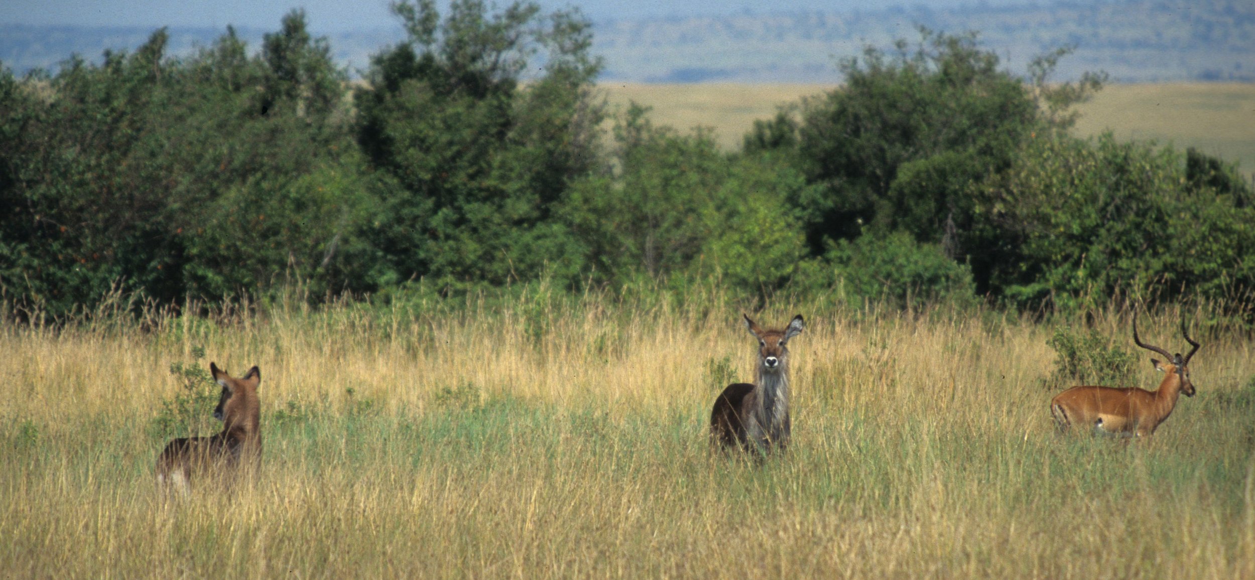 BOVID - WATERBUCK - DEFASSA - UGANDA (20).jpg