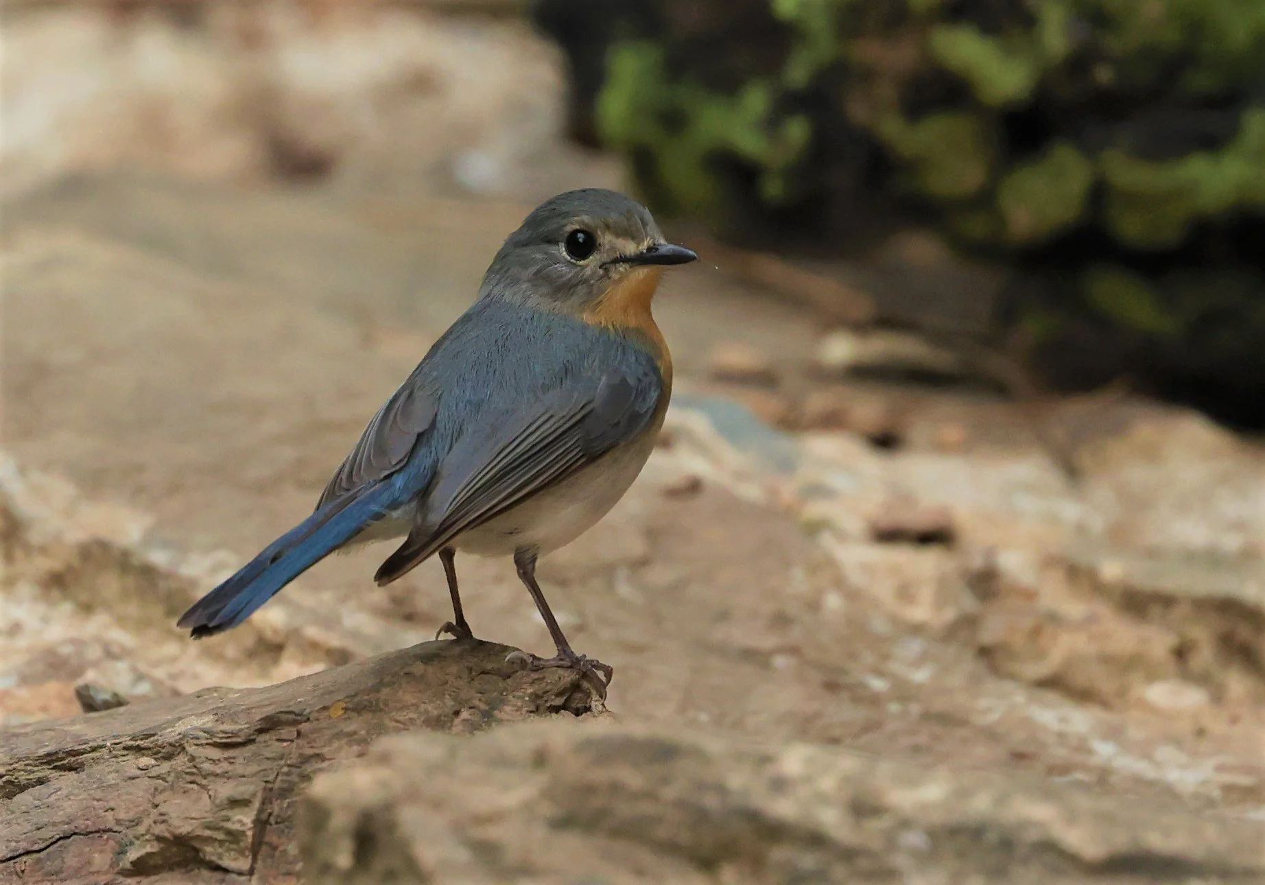 FLYCATCHER - INDOCHINESE BLUE-FLYCATCHER - Cyornis sumatrensis - SRI SATCHANALAI NP MANAO WATERHOLE MAY 1 2022 (22).jpg