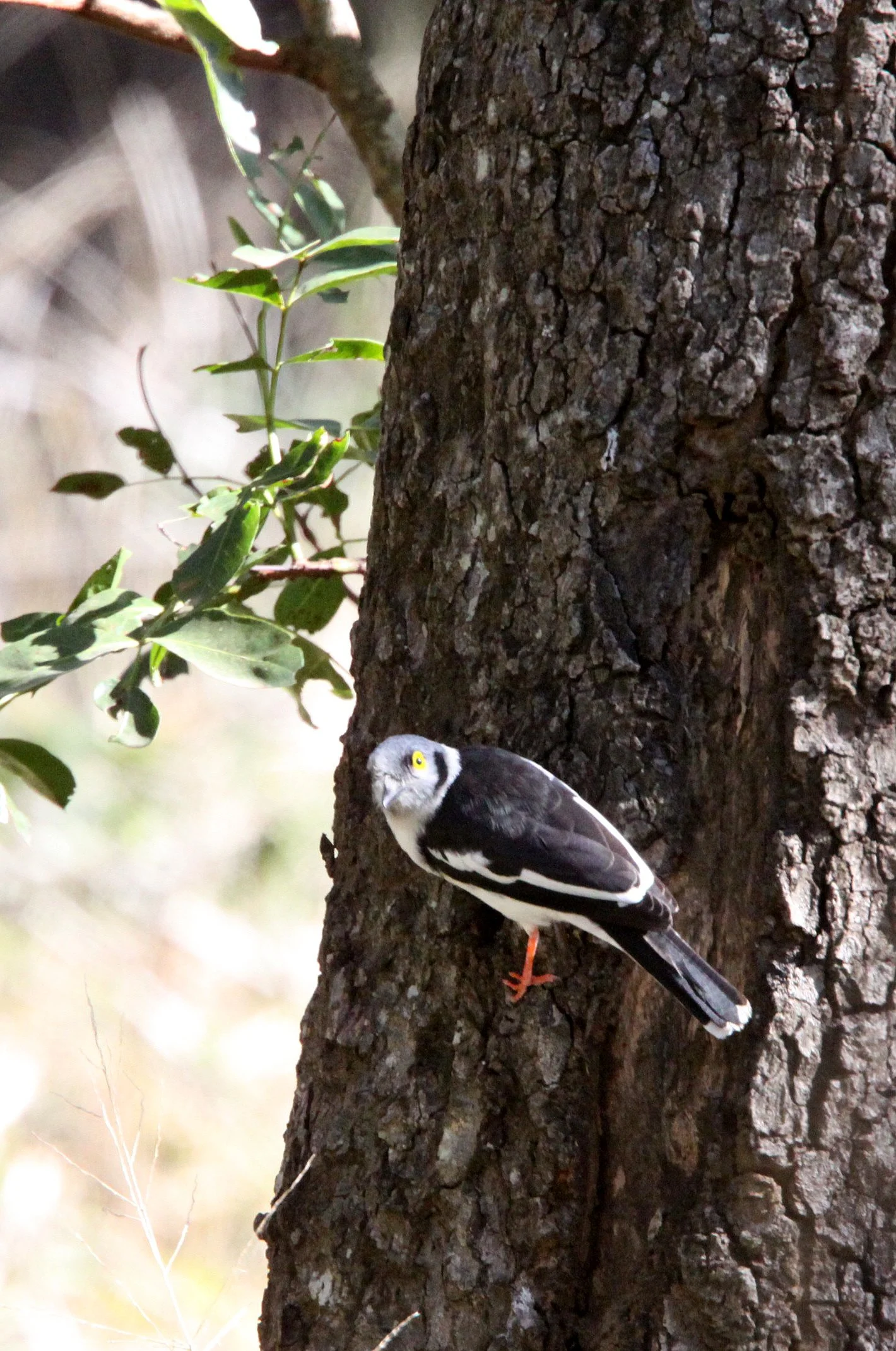 White-crested Helmet-shrike (Prionops plumatus) Imfolozi NP South Africa (9).JPG