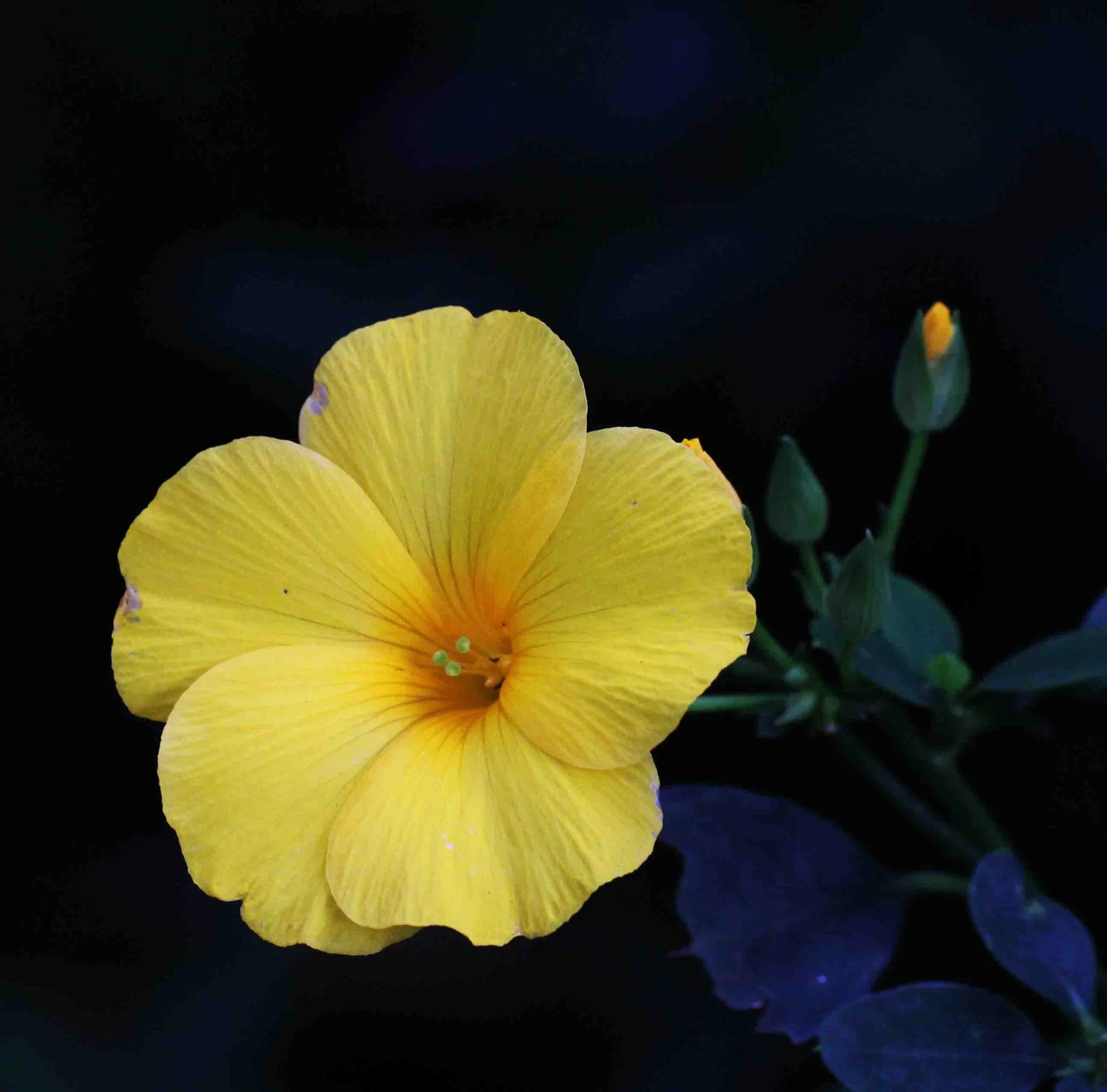 NUWARA ELIYA SRI LANKA (18).JPG