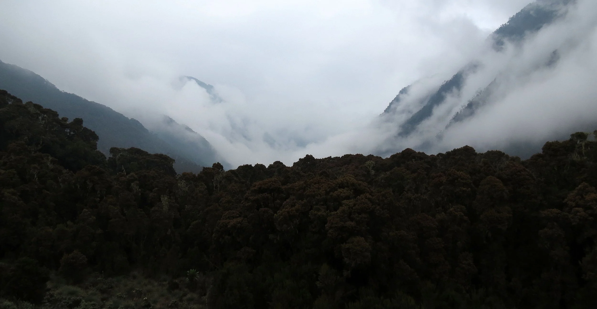 RWENZORI NATIONAL PARK UGANDA (184).JPG