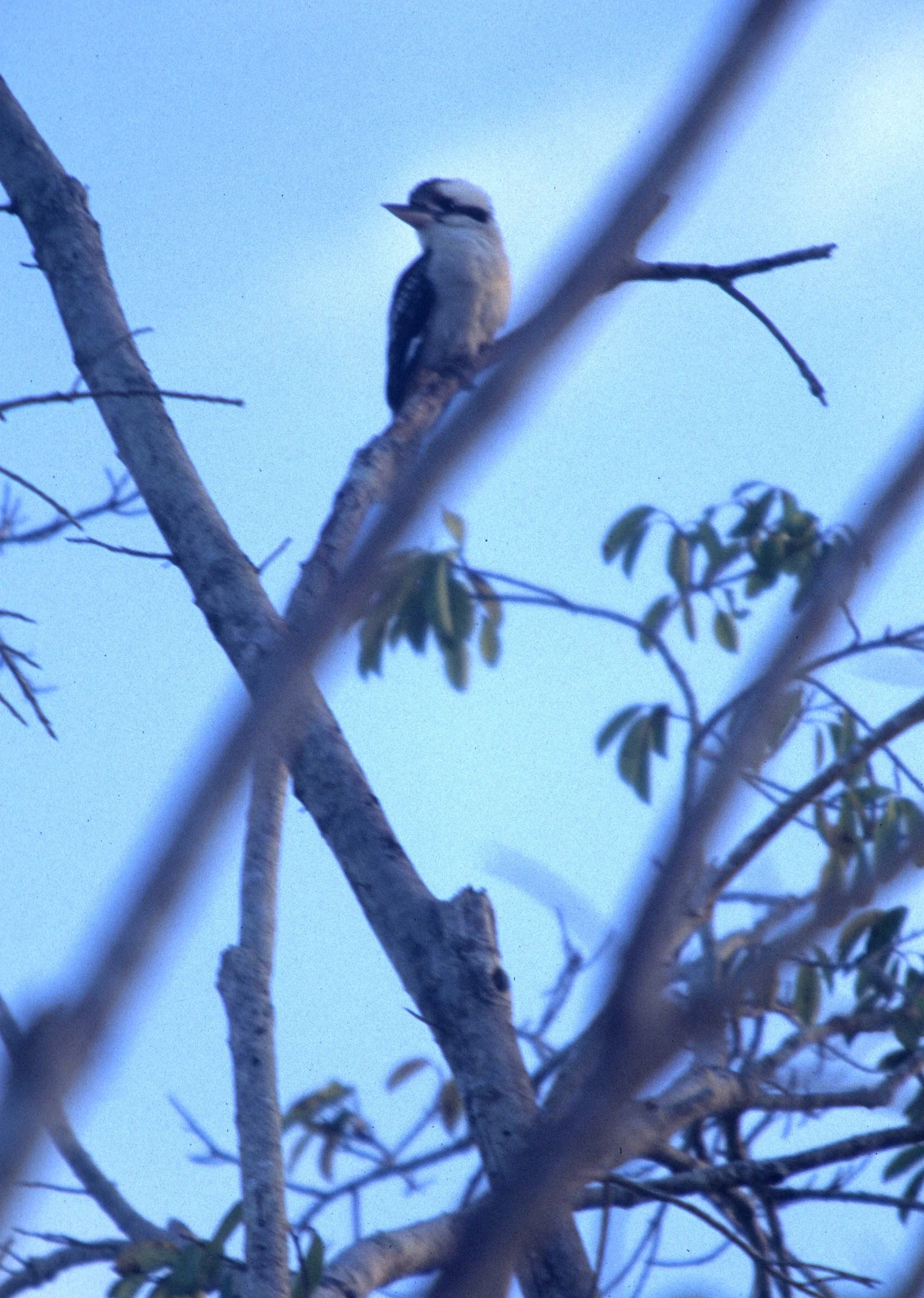BIRD - KINGFISHER - LAUGHING KOOKABURRA - DAINTREE QUEENSLAND B.jpg