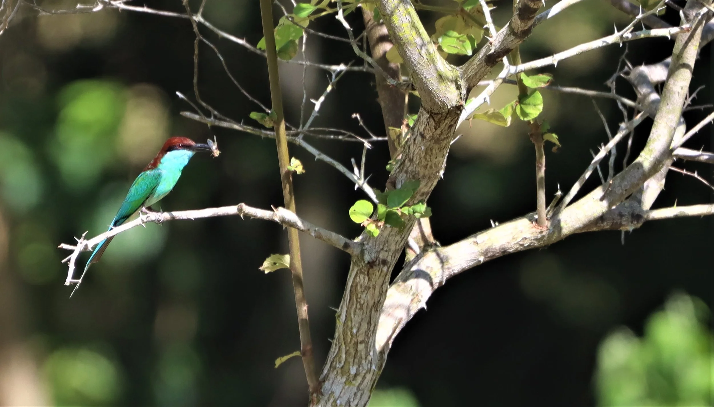 BEE-EATER - BLUE-THROATED BEE-EATER - Merops viridis - Khao Mai Kaeo, Bang Lamung District, Chon Buri (31).jpg