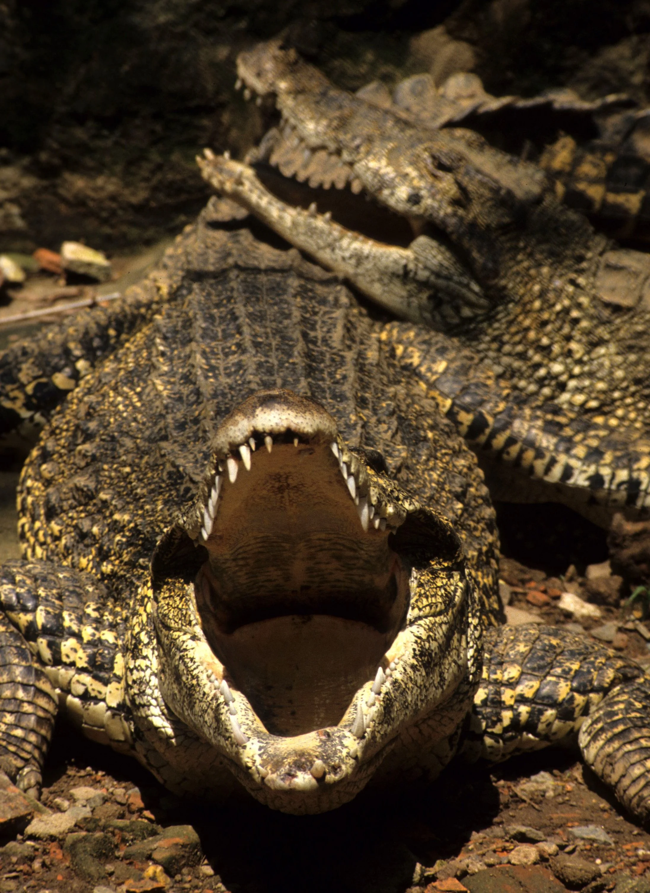 REPTILE - CROCODILE - SALT WATER CROC - SAIGON ZOO (2).jpg
